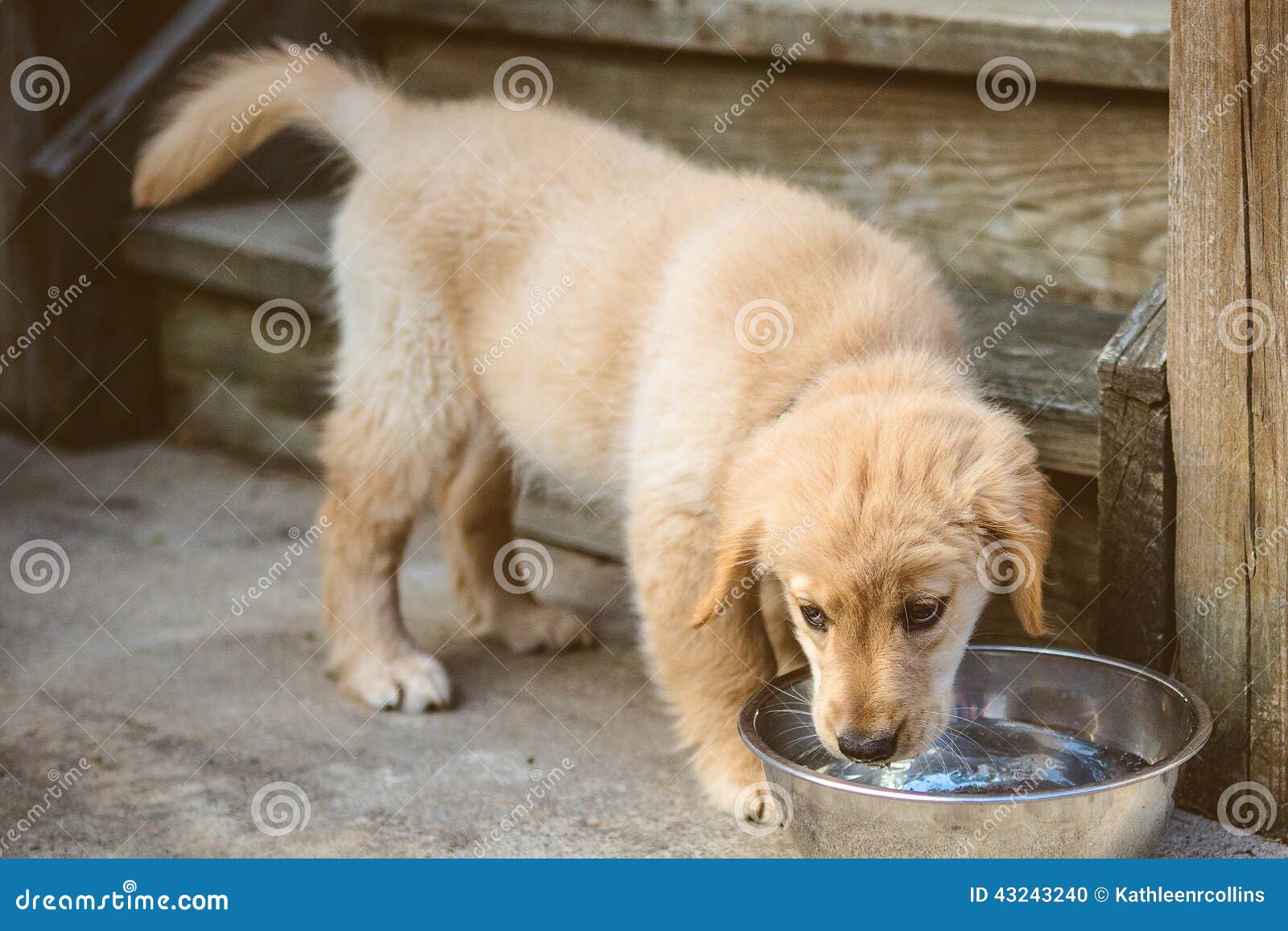 Golden pup drinking stock photo. Image of golden, stairs 43243240