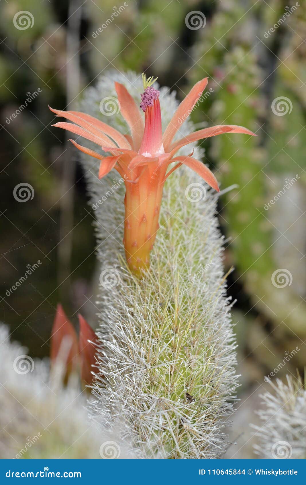 Golden Rat Tail Cactus stock photo. Image of orange - 110645844