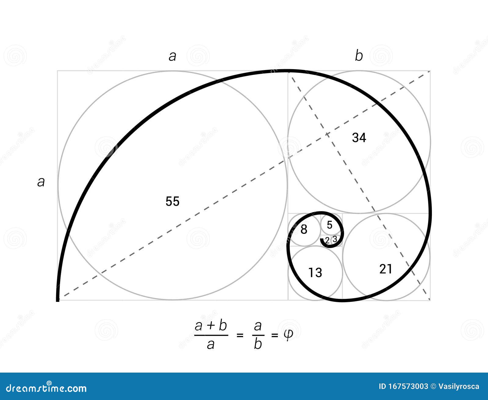 golden ratio  proportion spiral section. fibonacci golden ratio geometry