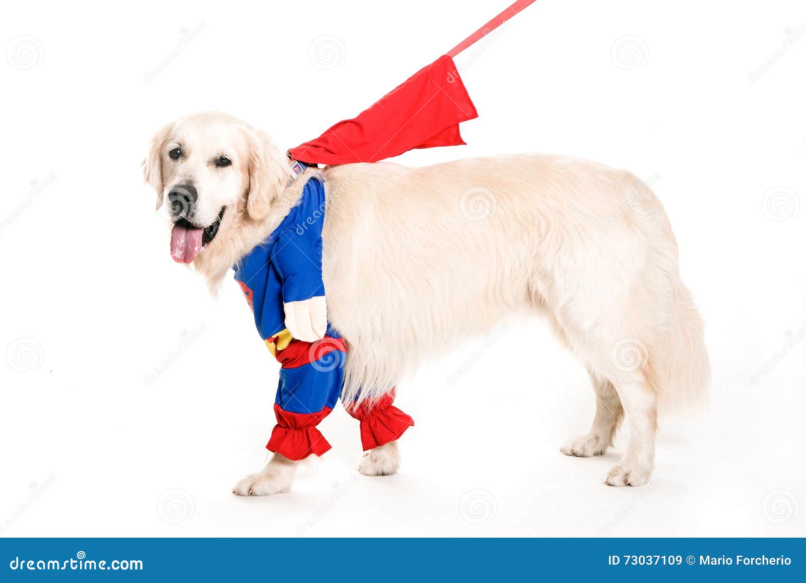Golden Retiever Superman Dressed Stock Image Image of superdog