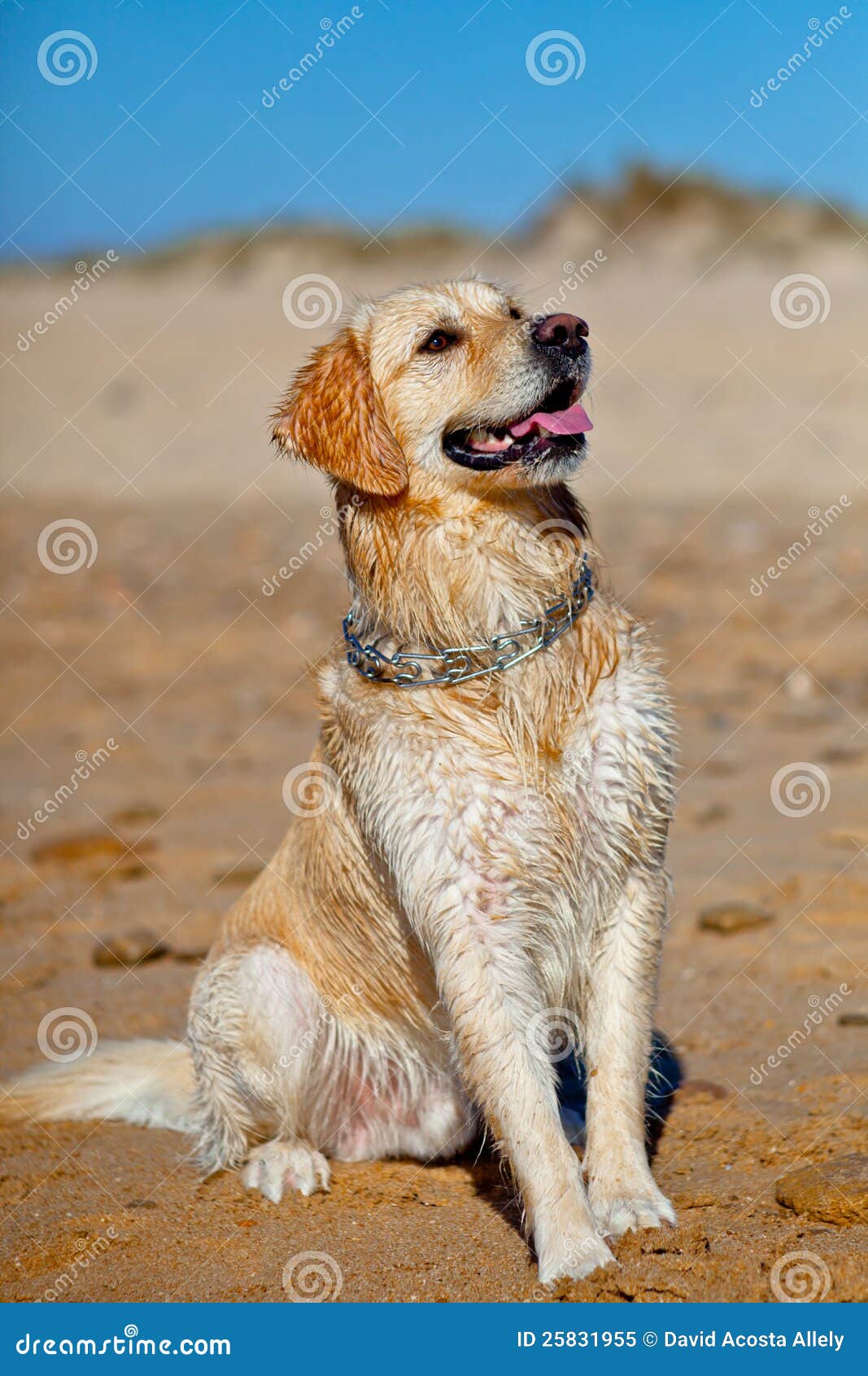 Golden Retriever stock image. Image of nose, domestic 25831955