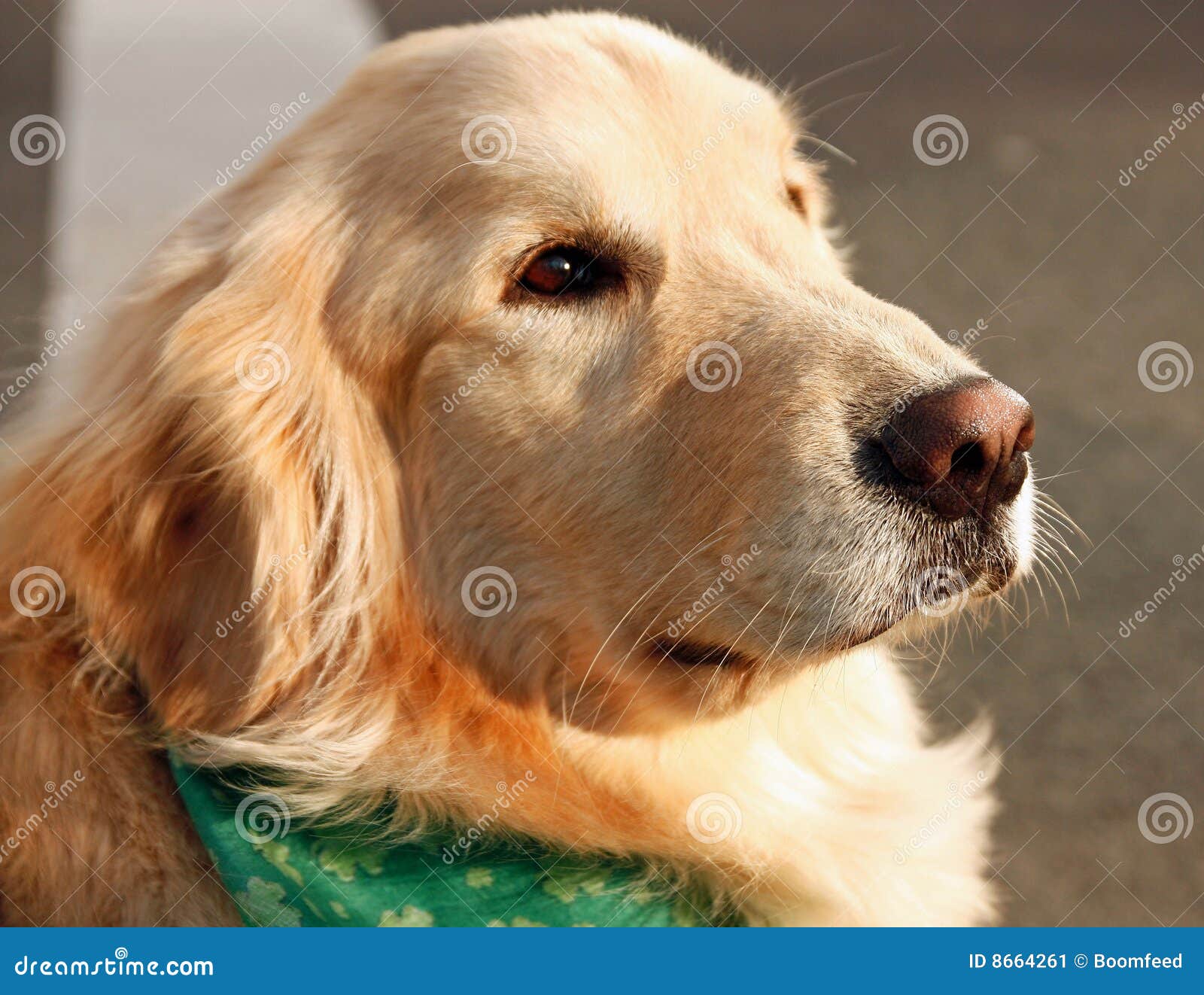 Golden Retriever stock image. Image of swim, blond, confident - 8664261, image size:1600x1322