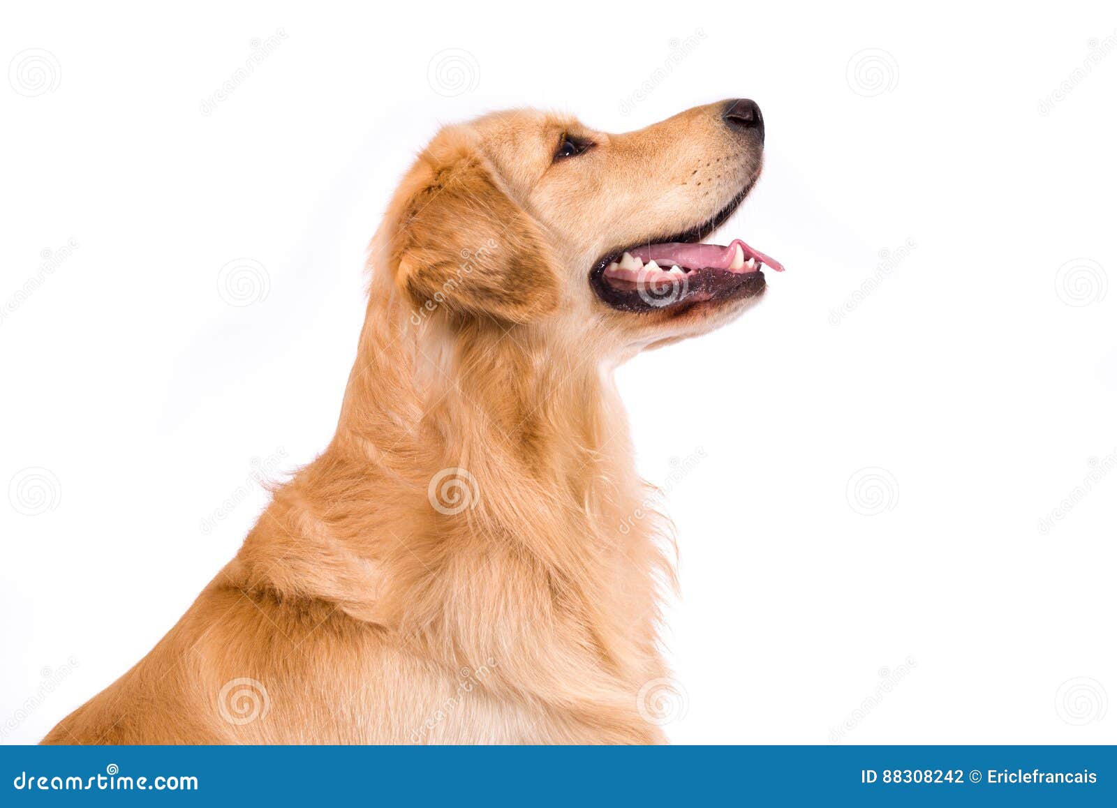 Golden Retriever Adult Sideview Portrait Isolated On White Stock Photo Image Of Animals Copy 88308242