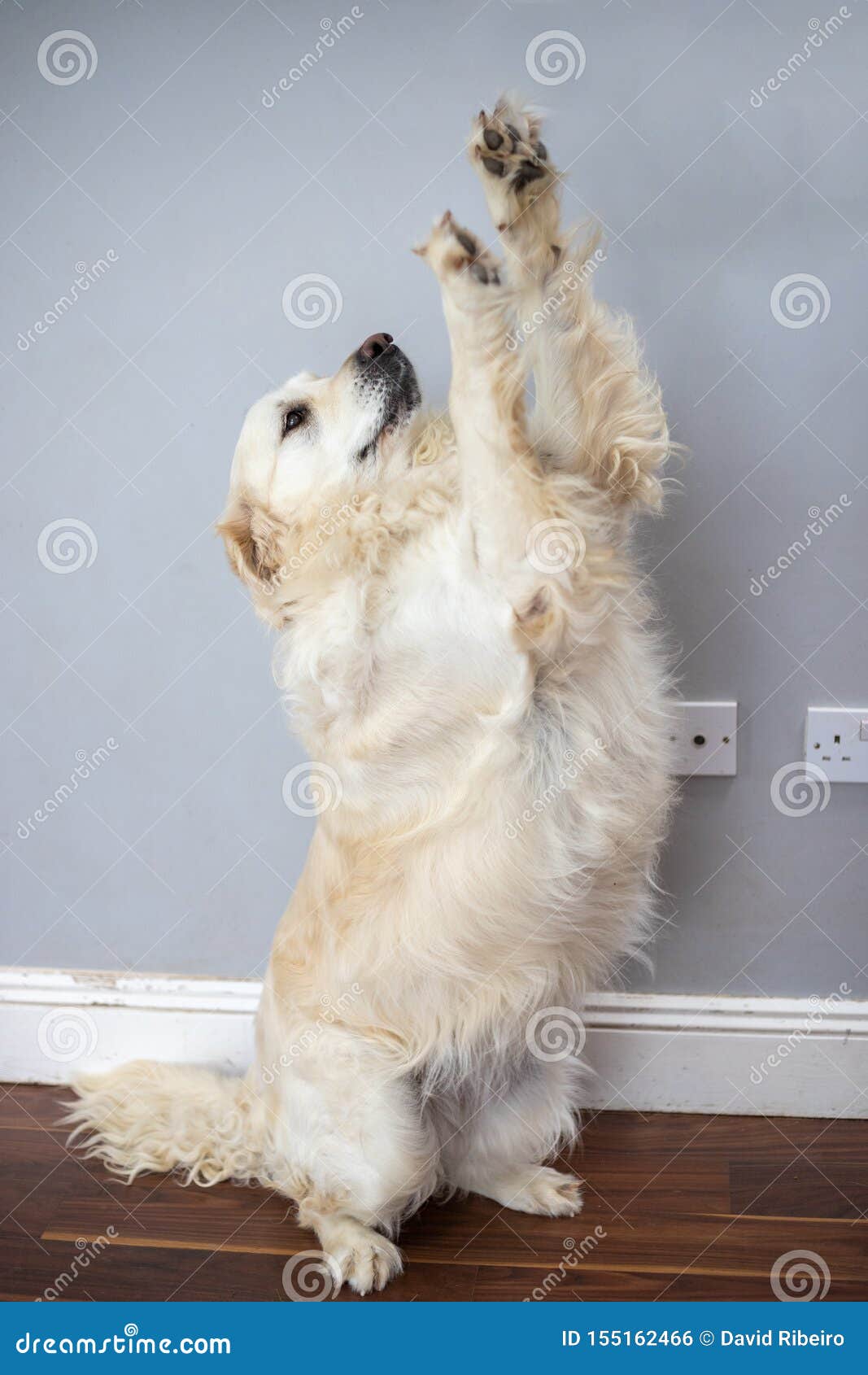 Golden Retriever Blanc Se Tenant Sur Deux Jambes Et Soulevant Les ...