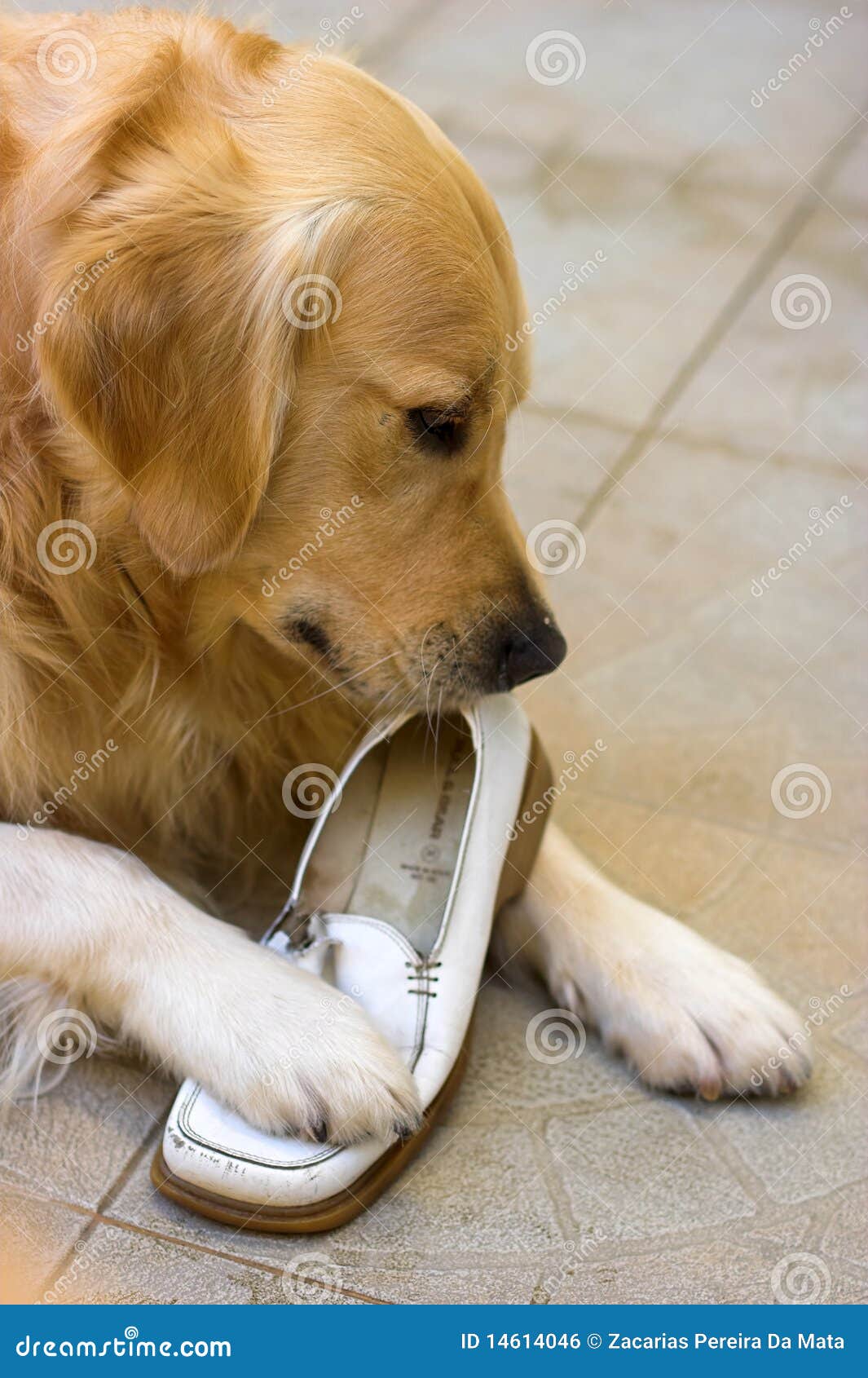 golden retriever chewing