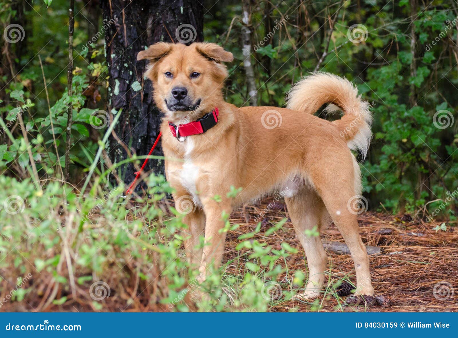 american eskimo dog golden retriever mix