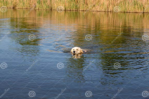 Golden Retriever, Das Im See Schwimmt Jagdhundjagd Im Teich Hund Ist