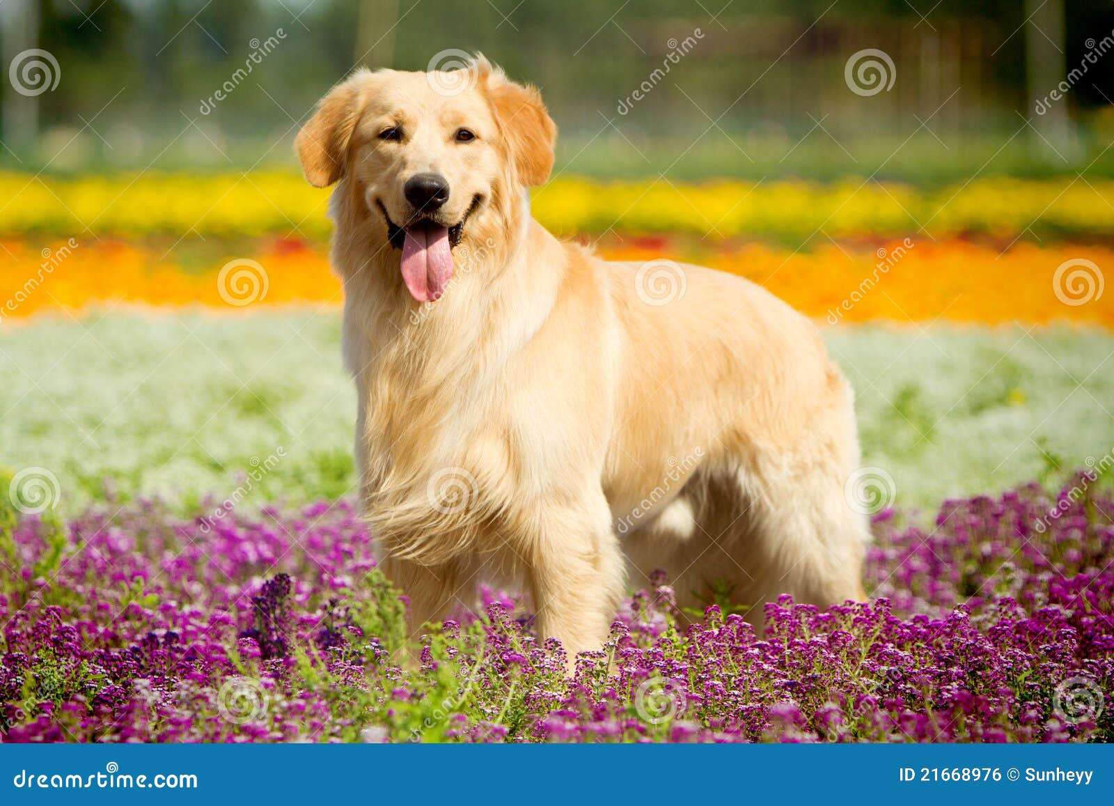 golden retriever dog