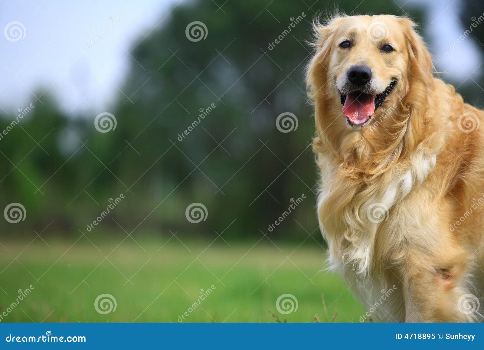 golden retriever dog