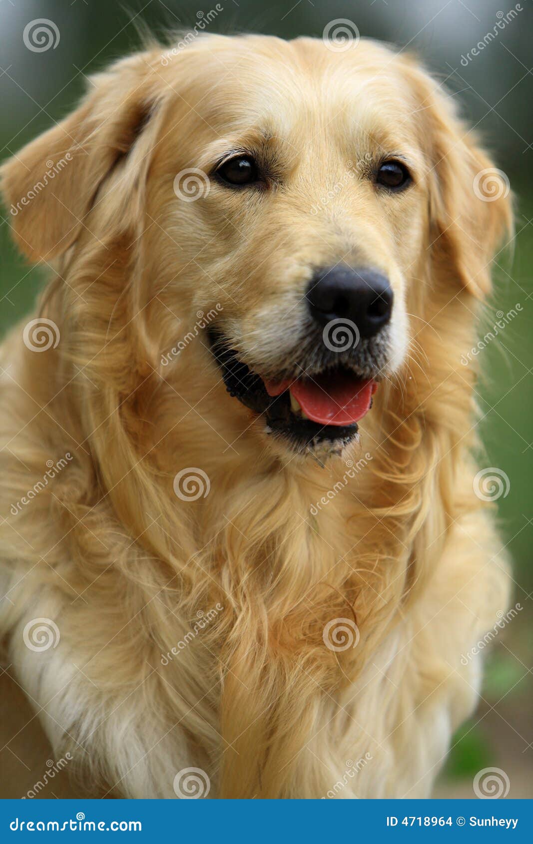 golden retriever on farm farm field golden retriever on farm farm field