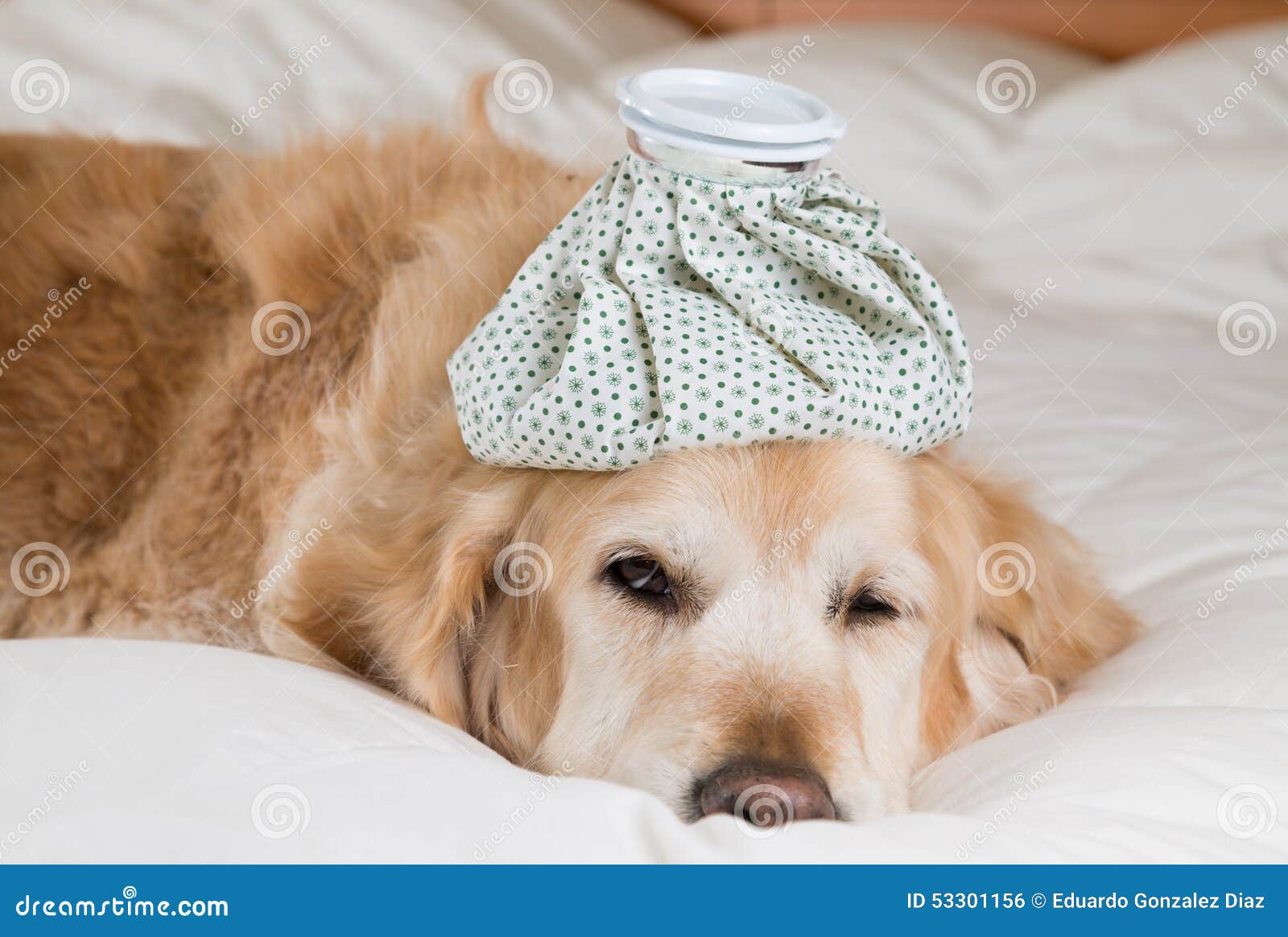 Golden Retriever dog cold stock photo. Image of lying 53301156