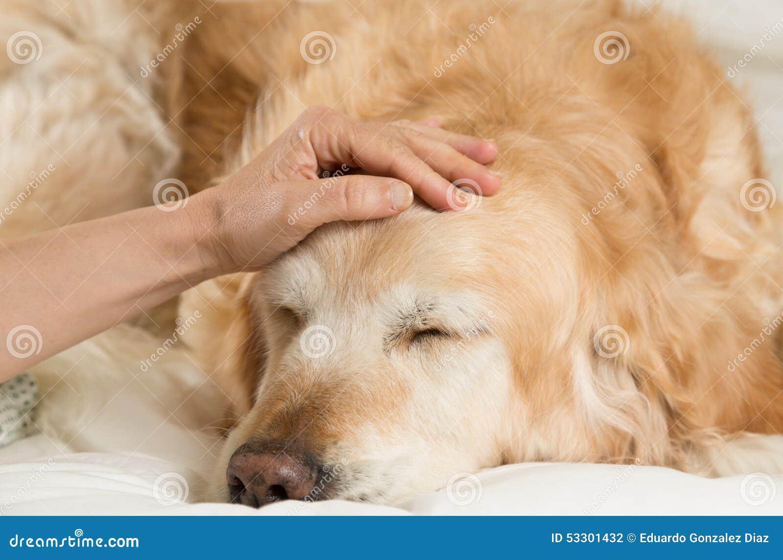 Golden Retriever dog cold stock photo. Image of clinic 53301432
