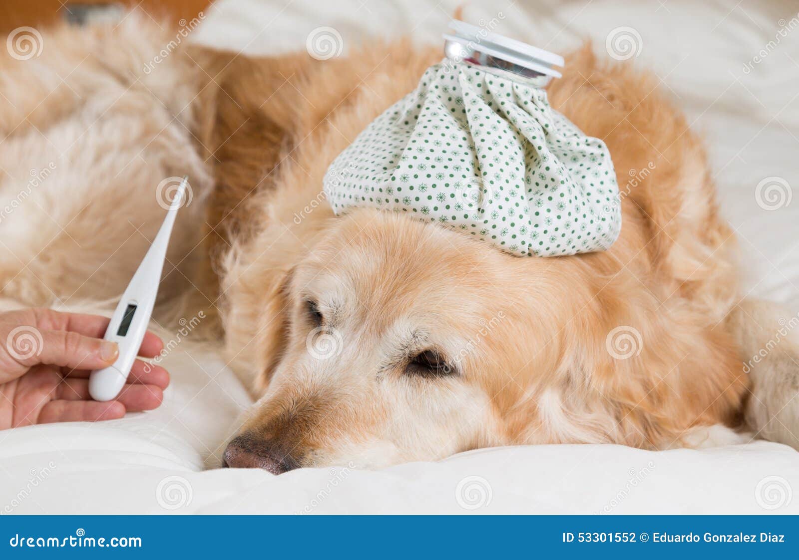 Golden Retriever dog cold stock photo. Image of patient 53301552