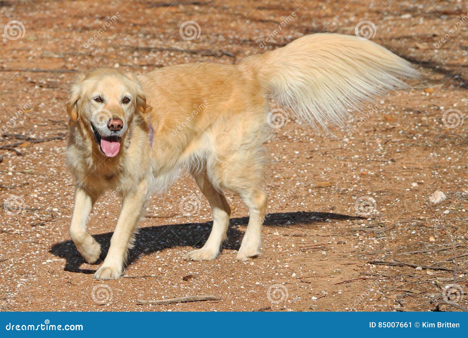 1 067 Golden Retriever Tail Photos Free Royalty Free Stock Photos From Dreamstime
