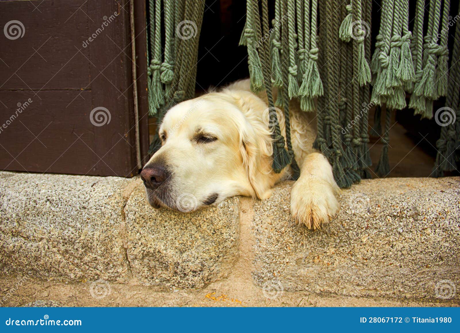 Golden Retriever Dog in the Door Stock Photo Image of home, domestic