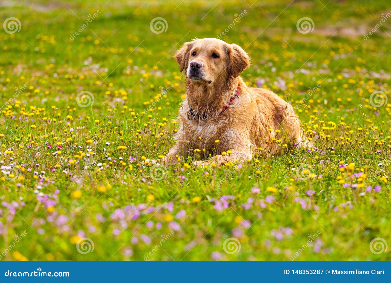 Golden Retriever Dog in Enjoy Sun Stock Image Image of puppy