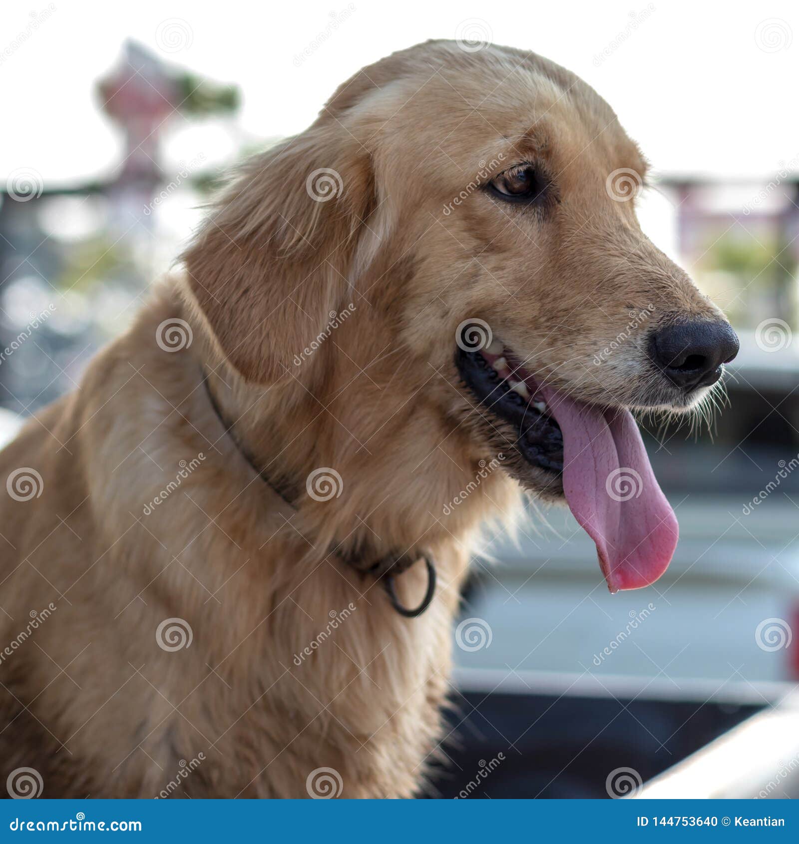Golden Retriever Dog Face Tongue Stock Photo - Image of portrait, animal: 144753640 Golden Retriever Dog Face Tongue Stock Photo - Image of portrait, animal: 144753640