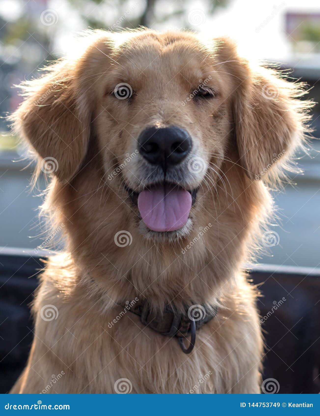 Golden Retriever Dog Face Tongue Stock Image - Image of closeup, passenger:  144753749