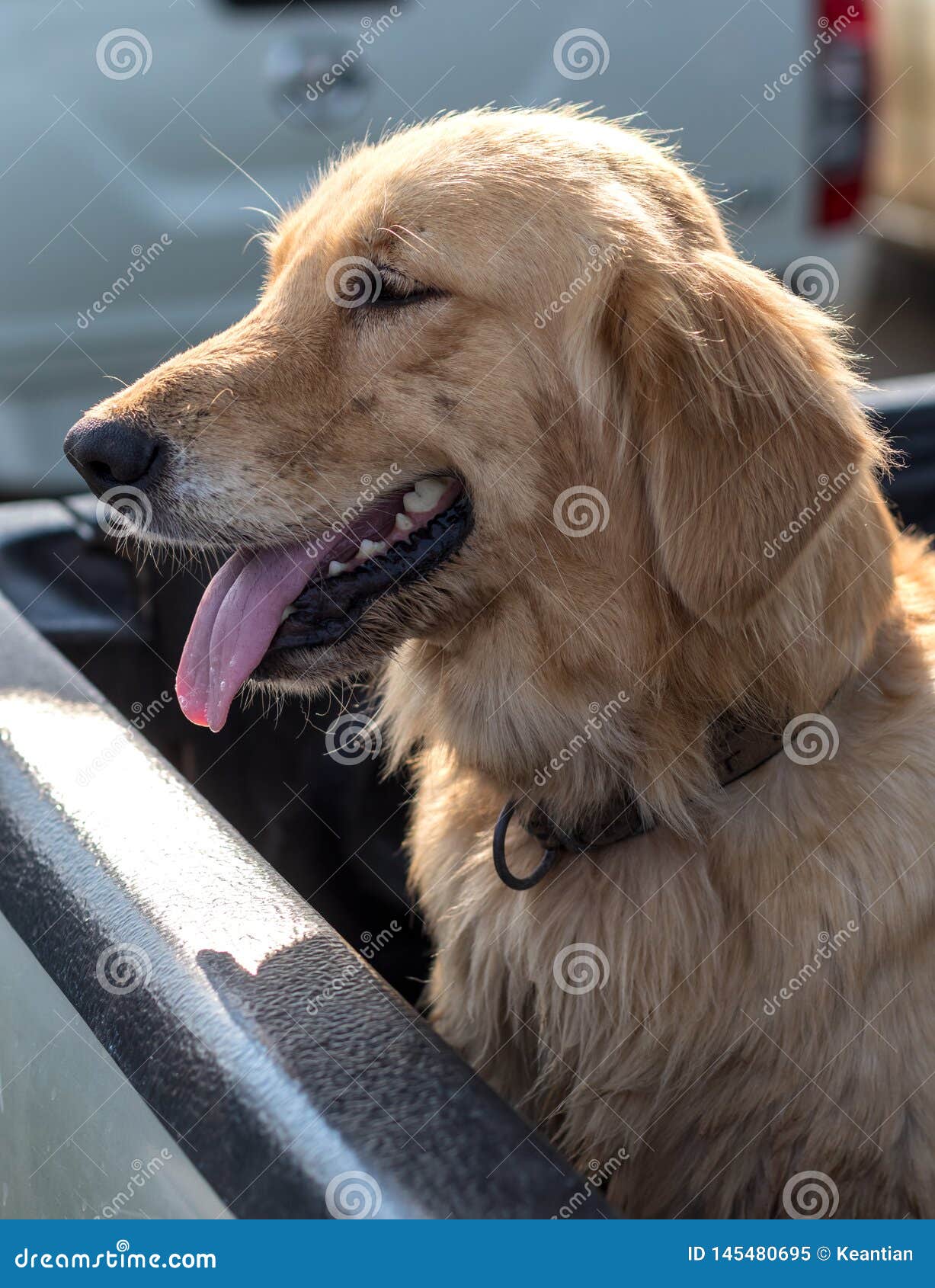 Golden Retriever Dog Face Tongue Stock Image - Image of brown, mouth: 145480695 Golden Retriever Dog Face Tongue Stock Image - Image of brown, mouth: 145480695