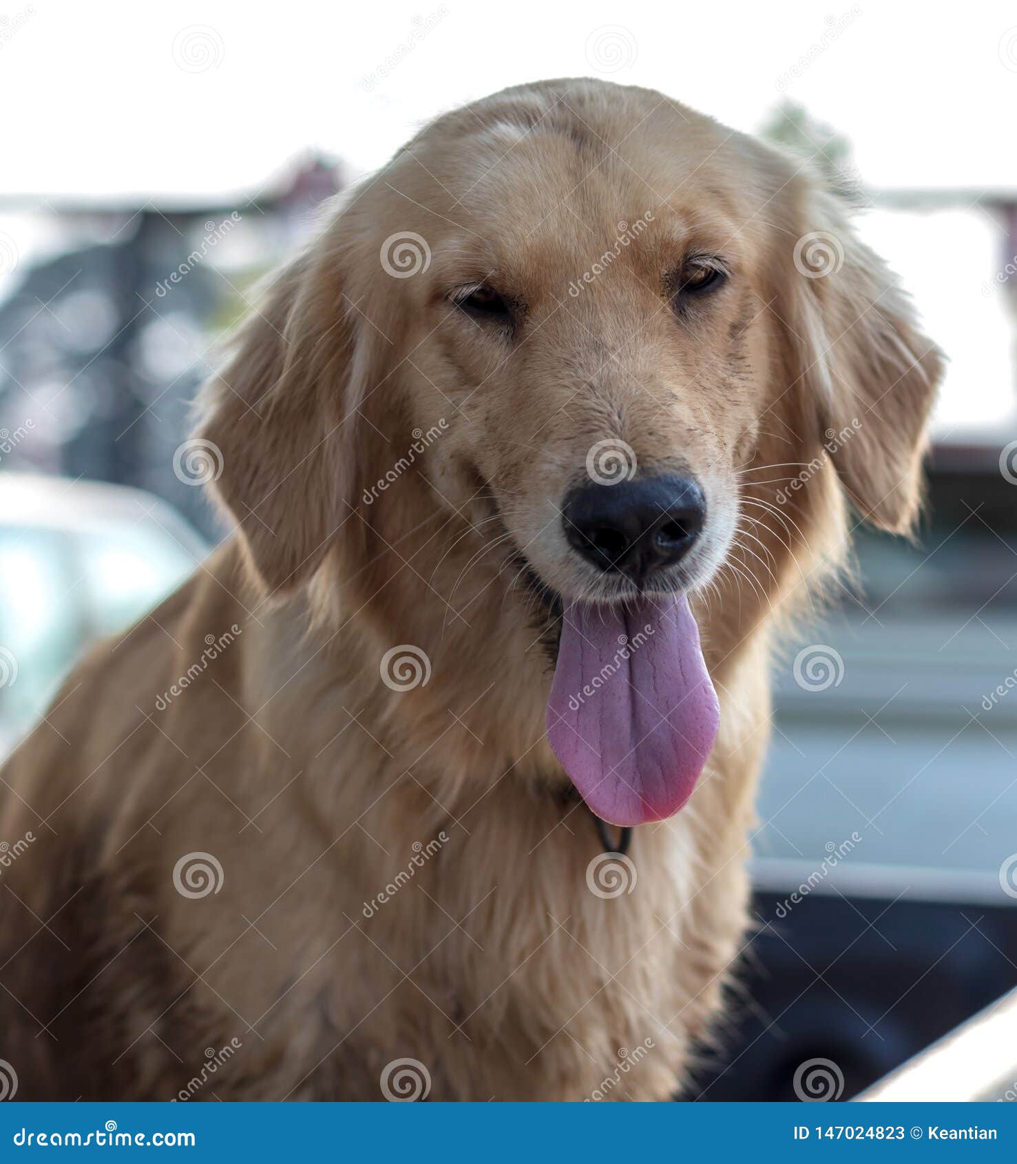 Golden Retriever Dog Face Tongue Stock Image - Image of golden, front: 147024823 Golden Retriever Dog Face Tongue Stock Image - Image of golden, front: 147024823