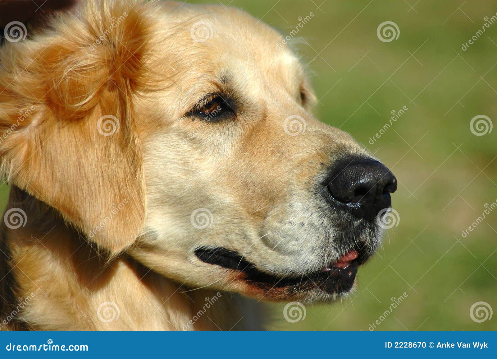 Golden Retriever Dog Head Portrait Stock Photo Image of adorable