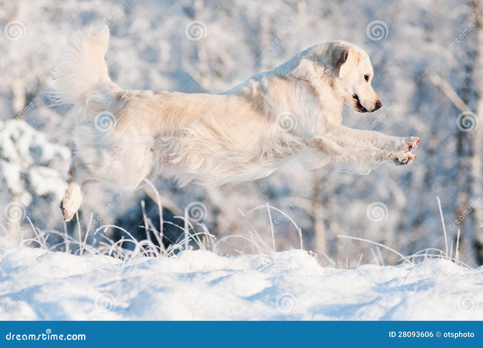 Golden Retriever Dog Jumping in the Snow Stock Photo Image of adult
