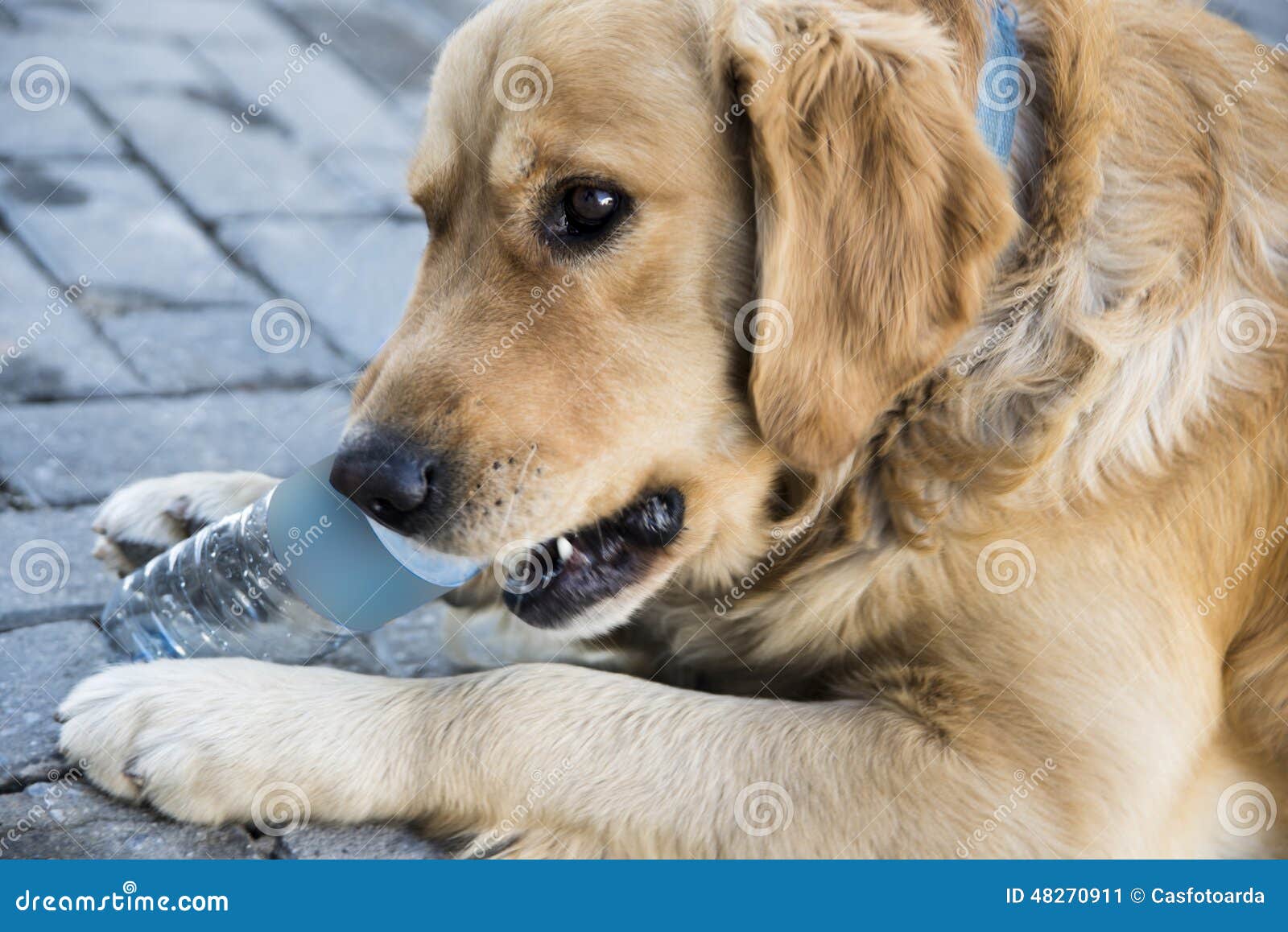 Golden retriever stock image. Image of floor, playful 48270911