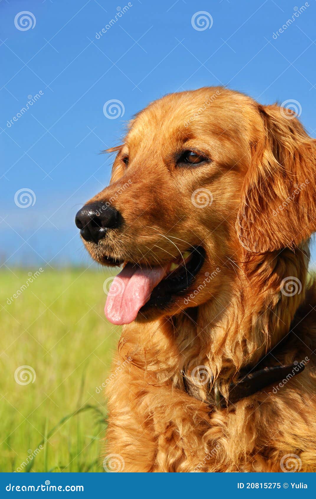 Golden Retriever Dog Portrait Royalty Free Stock Photo Golden Retriever Dog Portrait Royalty Free Stock Photo