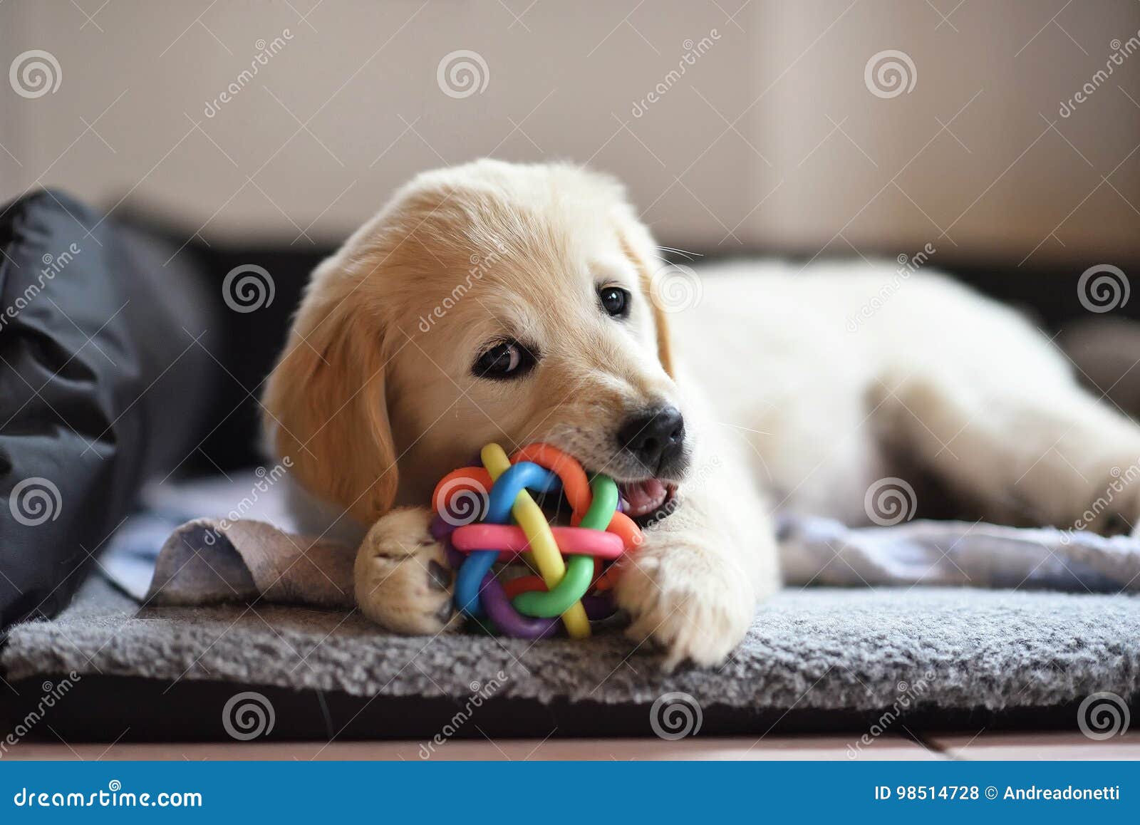 golden retriever dog puppy playing with toy