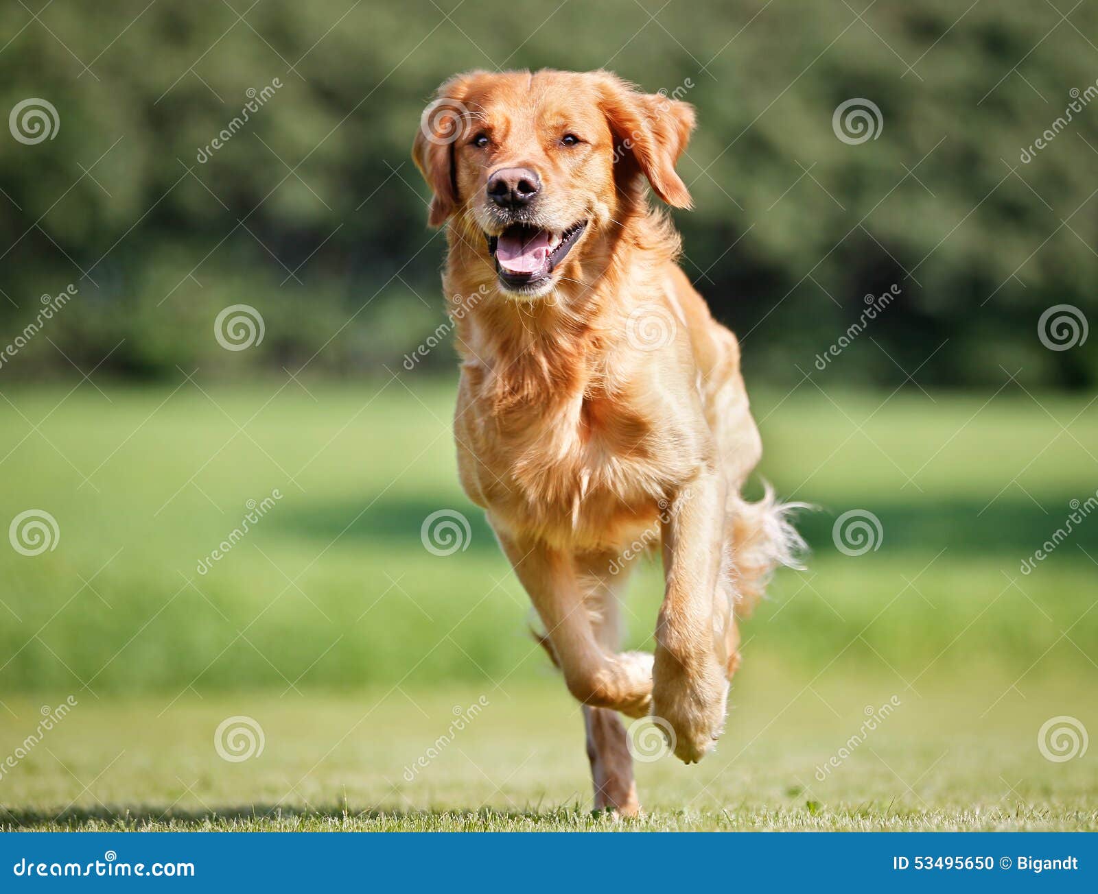 golden retriever dog