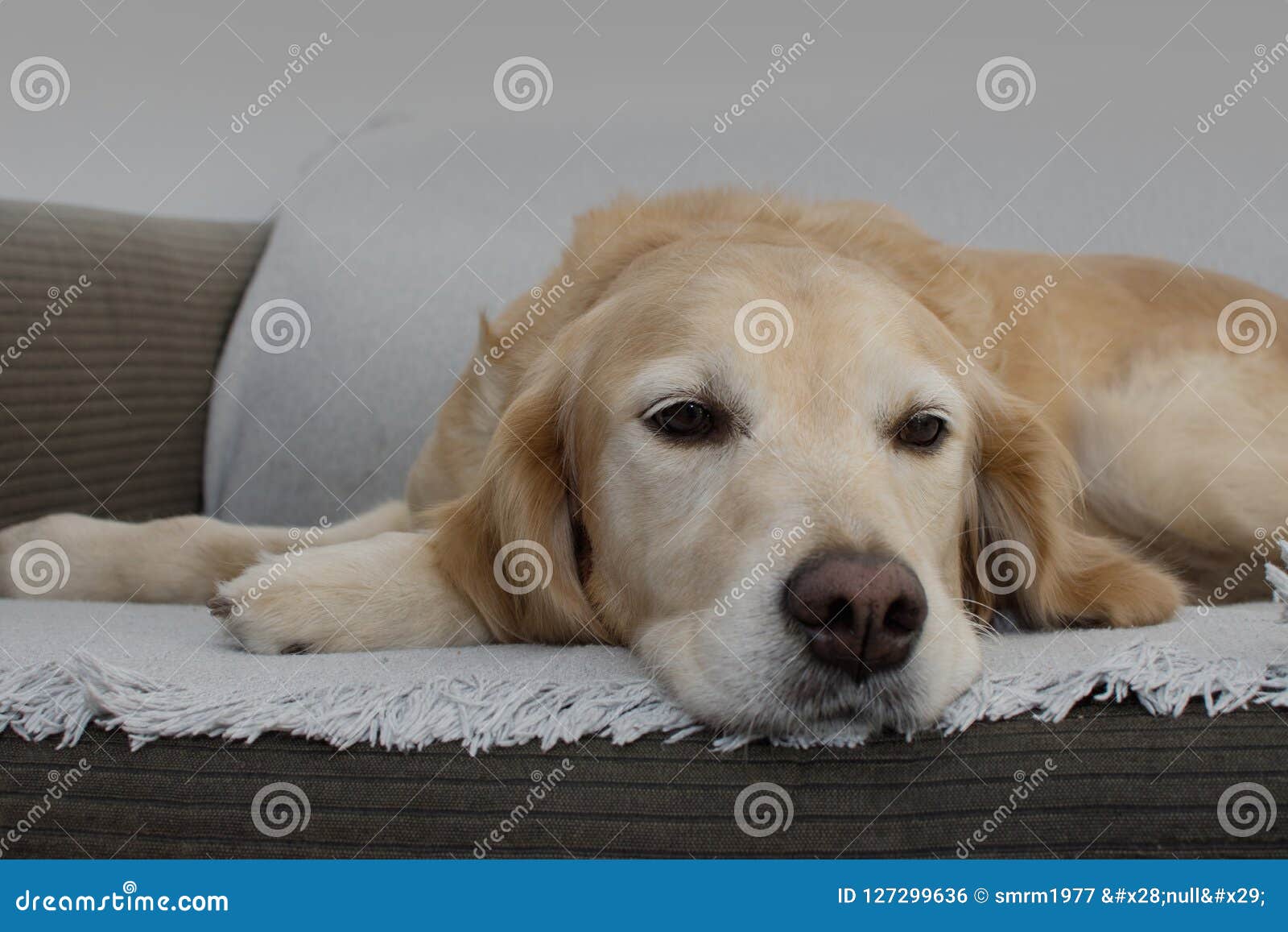 GOLDEN RETRIEVER DOG RESTING or SLEEPING on the GRAY SOFA. Stock Photo