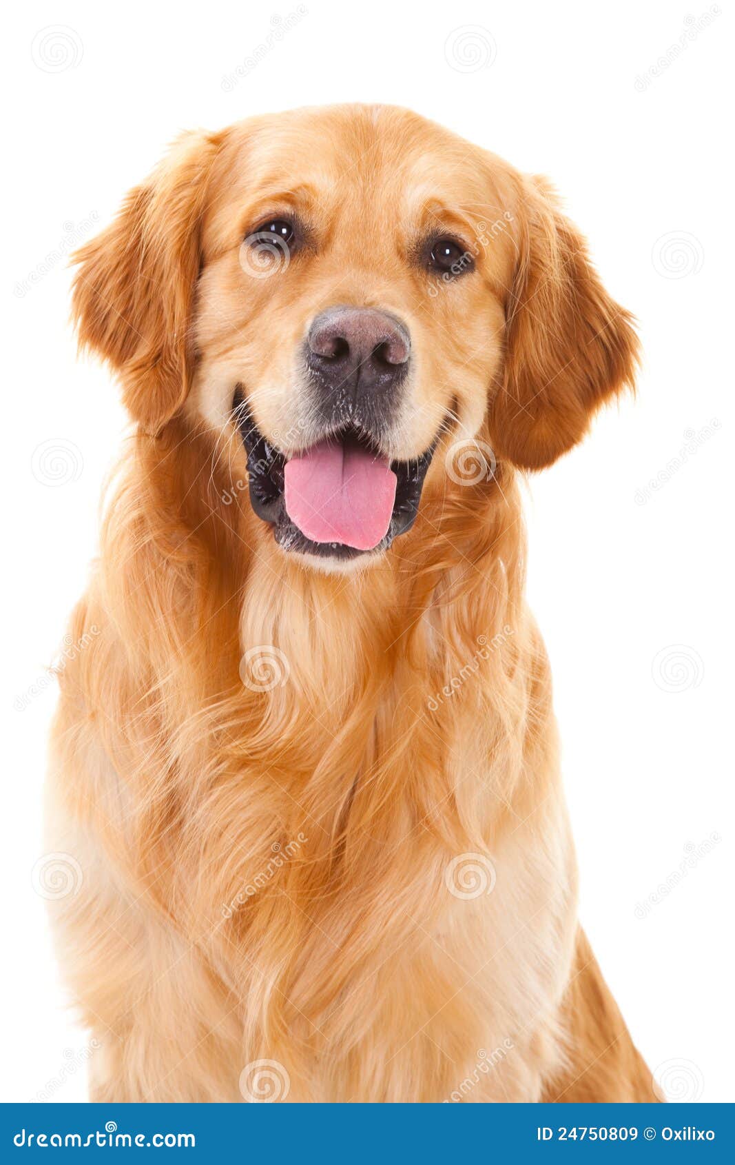 golden retriever dog sitting on  white