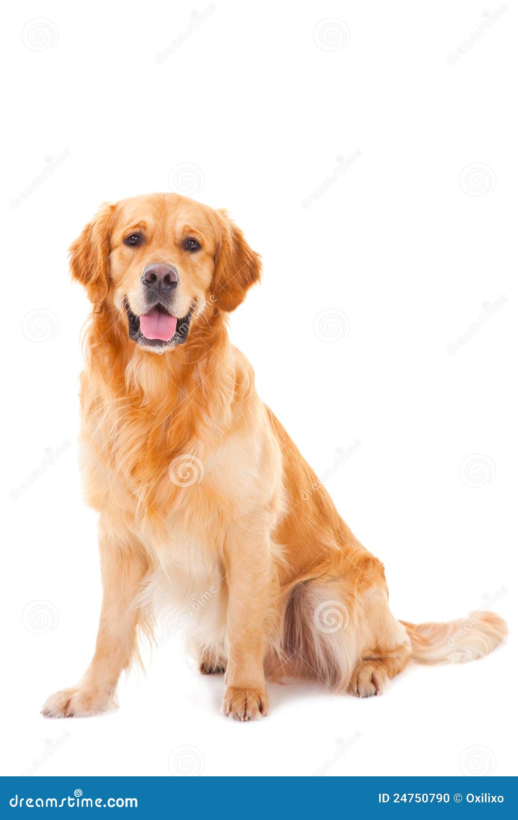 golden retriever dog sitting on white