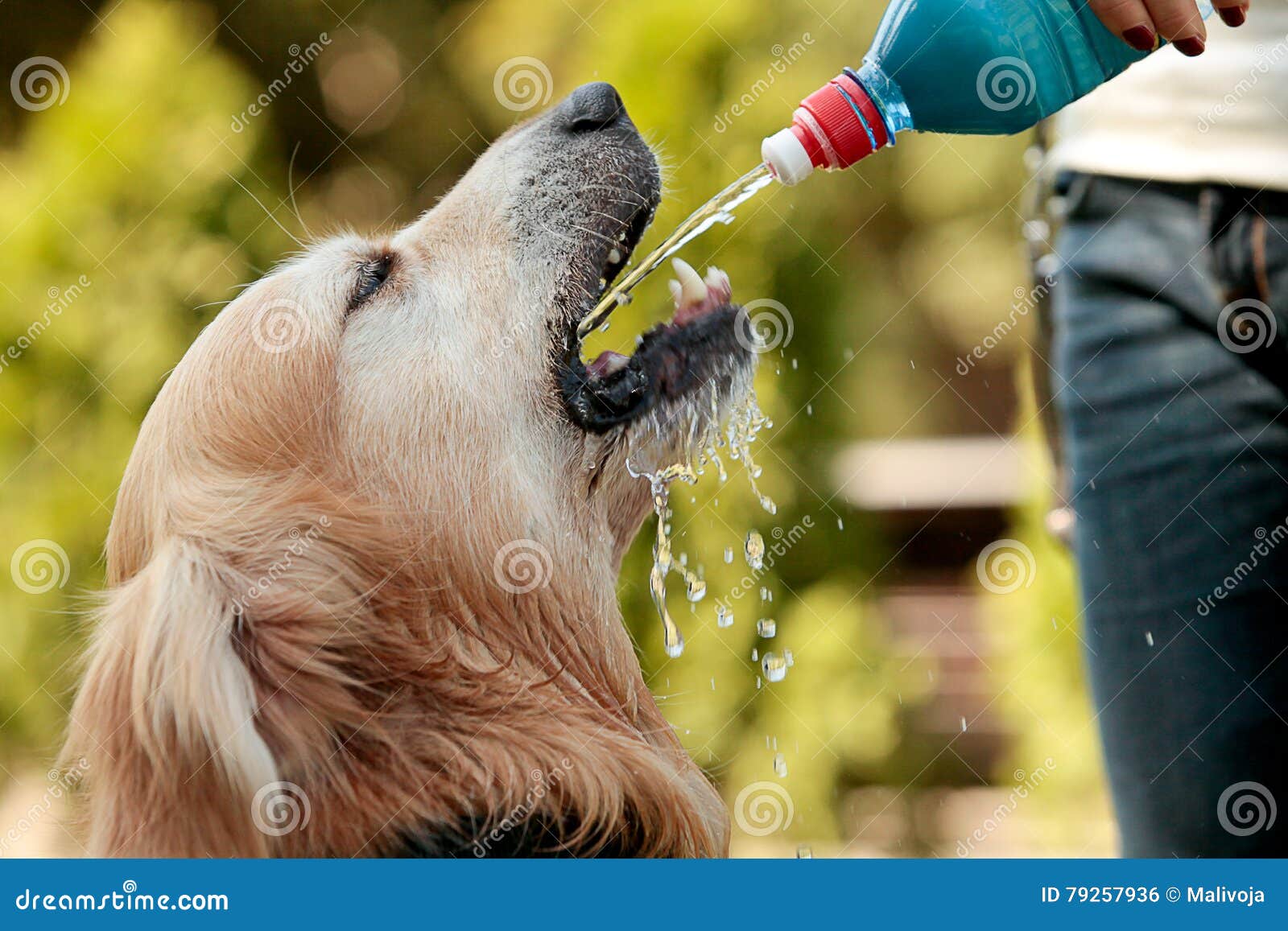 Golden Retriever Drinking Water Stock Photo Image of activity