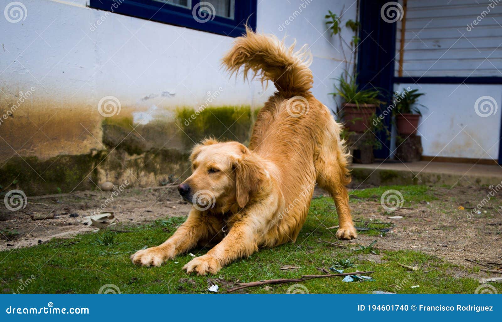 golden retriever estirandose