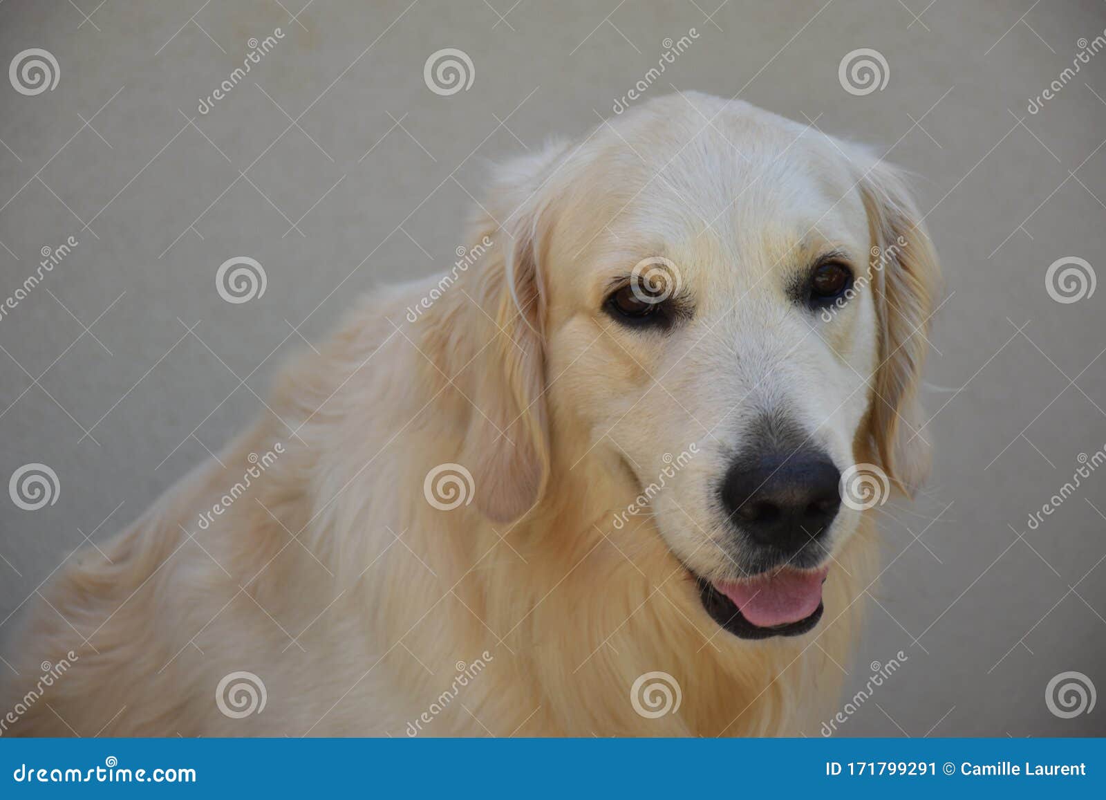 golden retriever face dog with smile, le muy, france