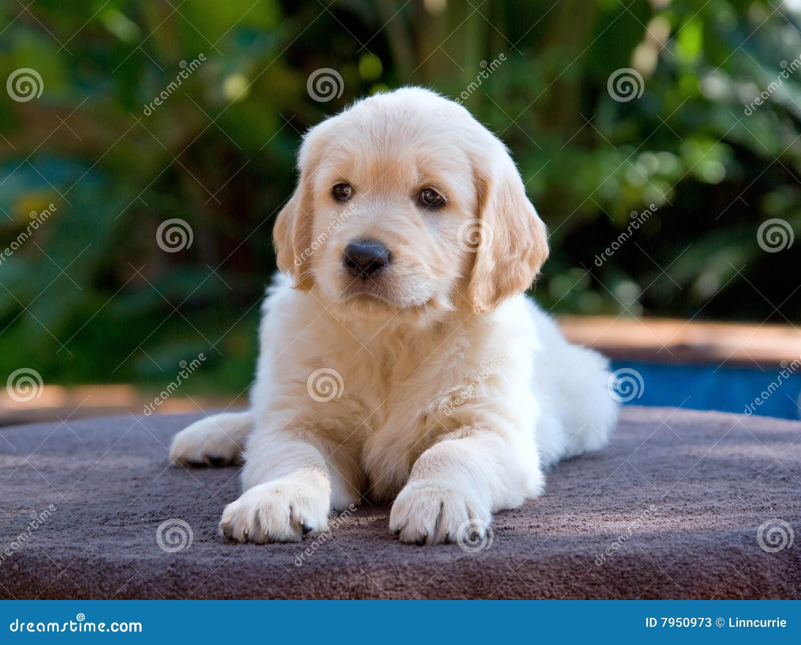Golden Retriever GR Puppy Lying Down Stock Photos - Image: 7950973