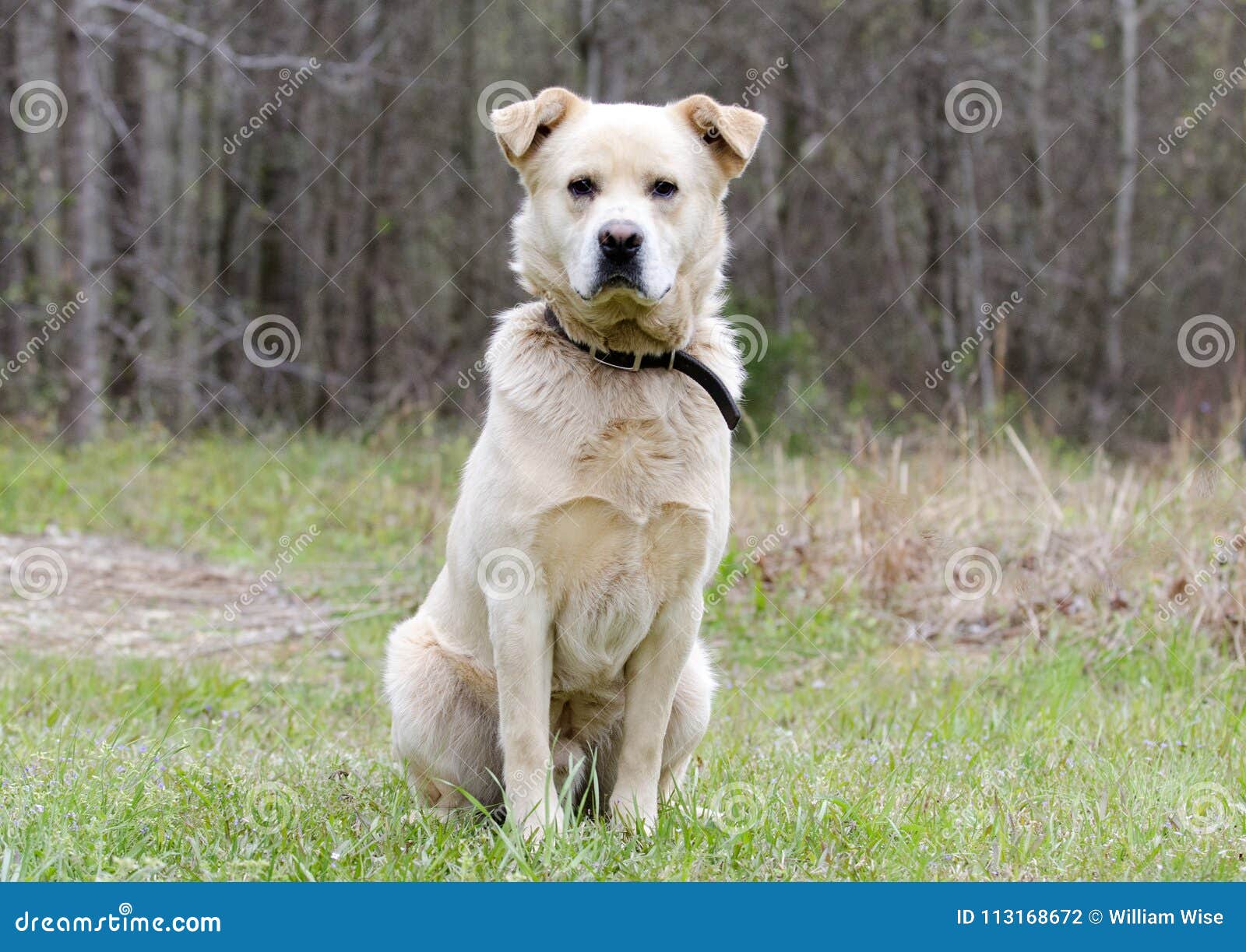great pyrenees and yellow lab mix