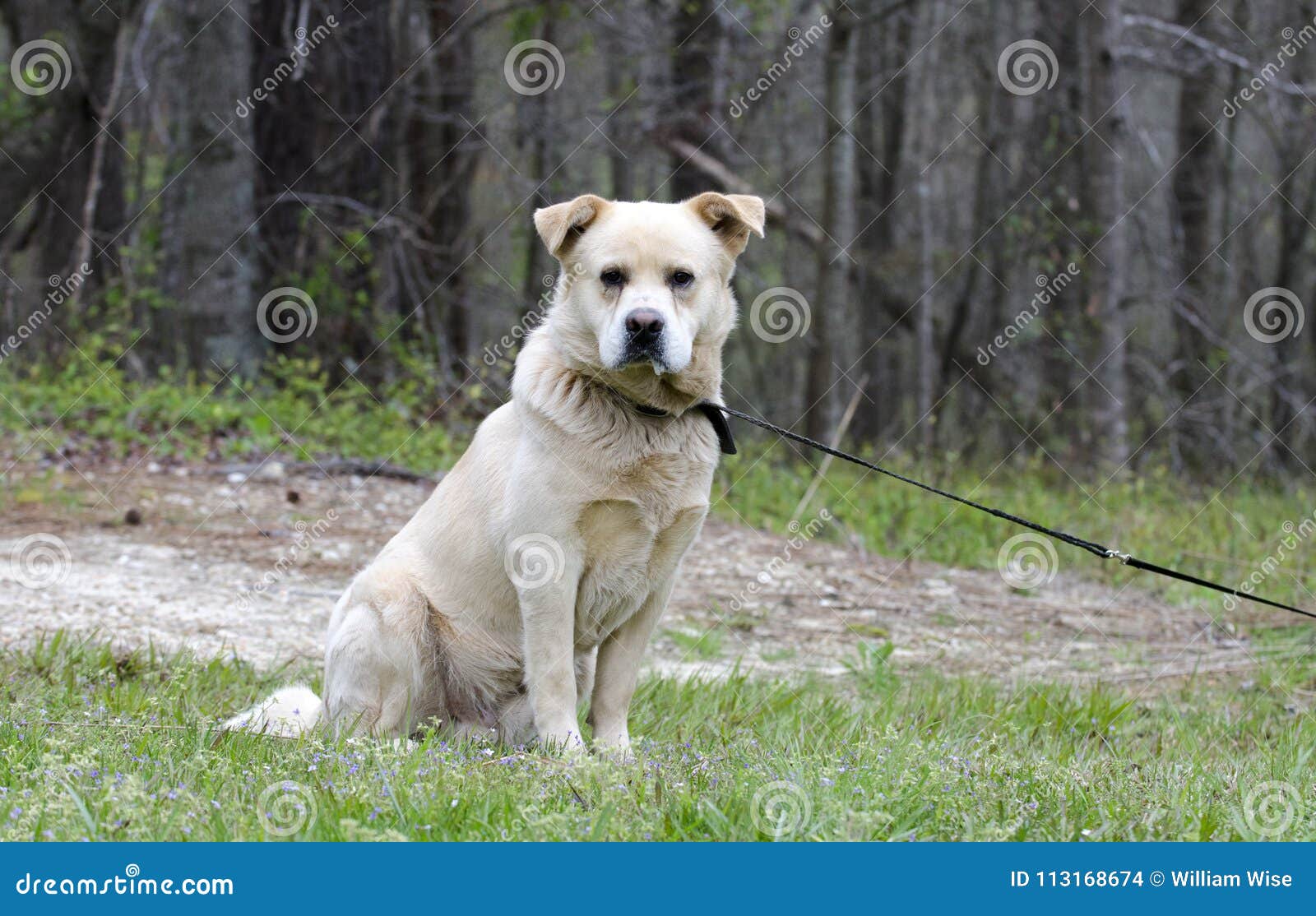 79+ Chow Chow Golden Retriever Mix For Sale