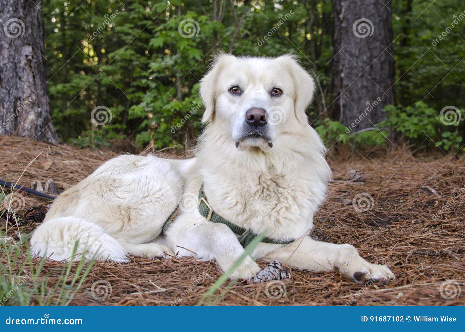 Golden Retriever Great Pyrenees Mixed Breed Dog Stock Photo Image Of Collie Animal 91687102