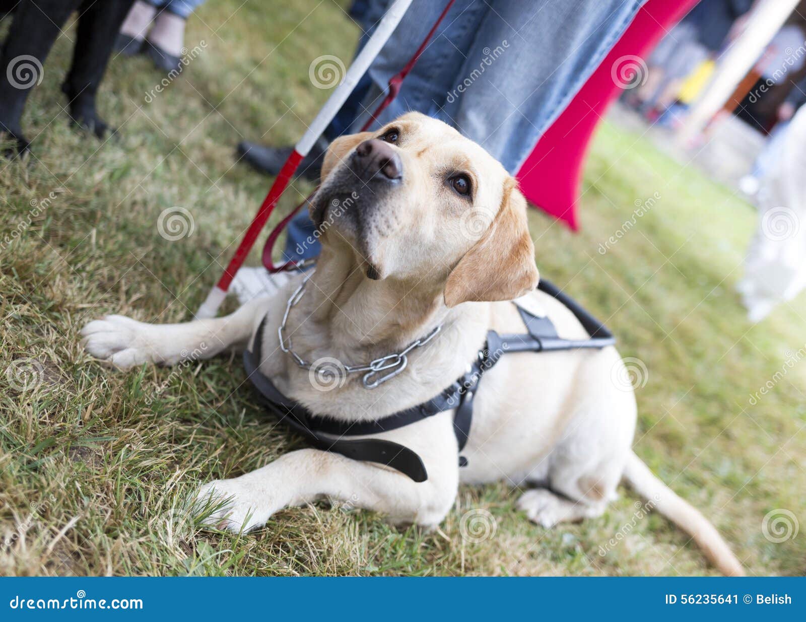 why do they only use labradors as guide dogs