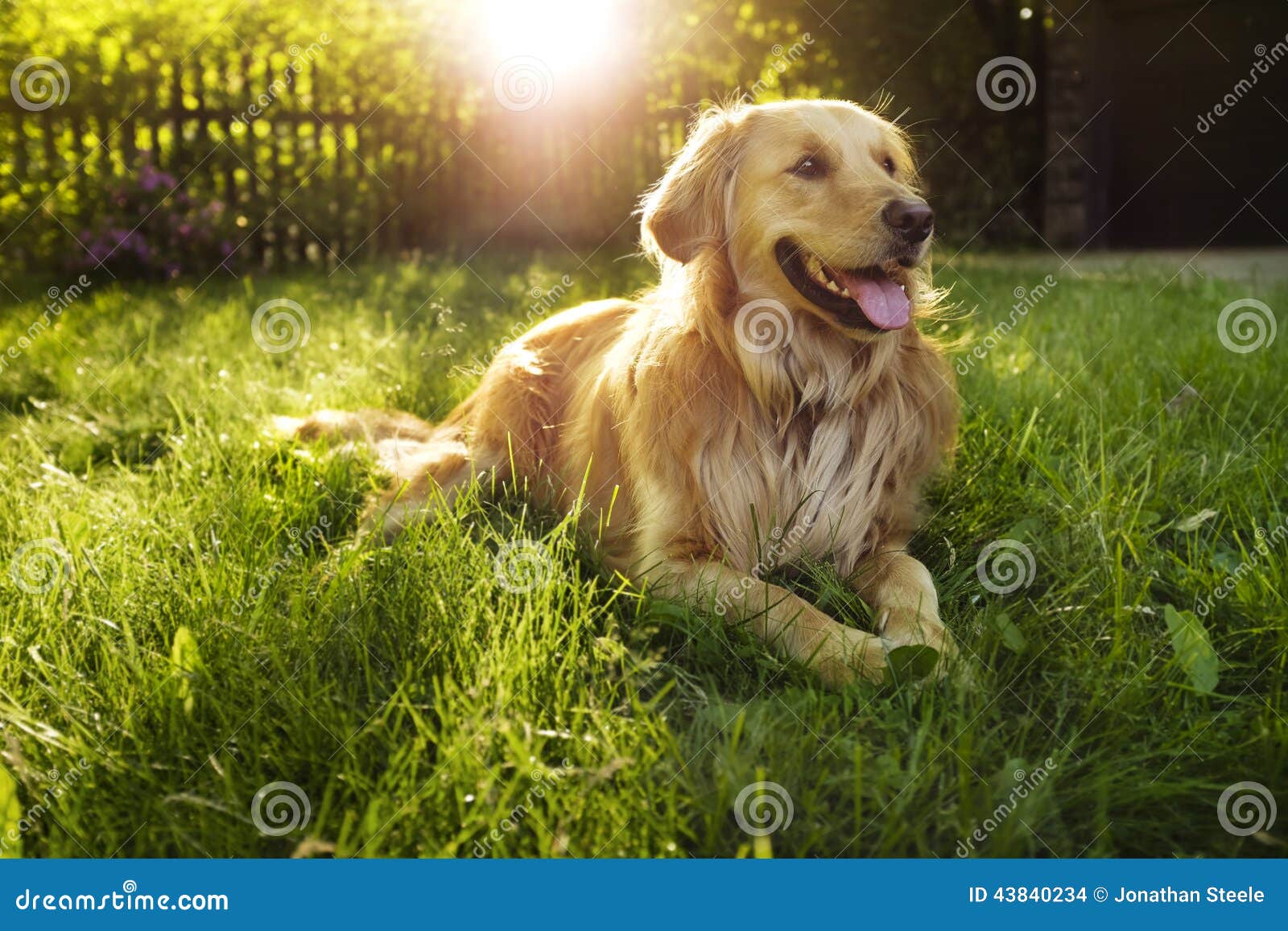 Happy female golden retriever on lawn at sunset