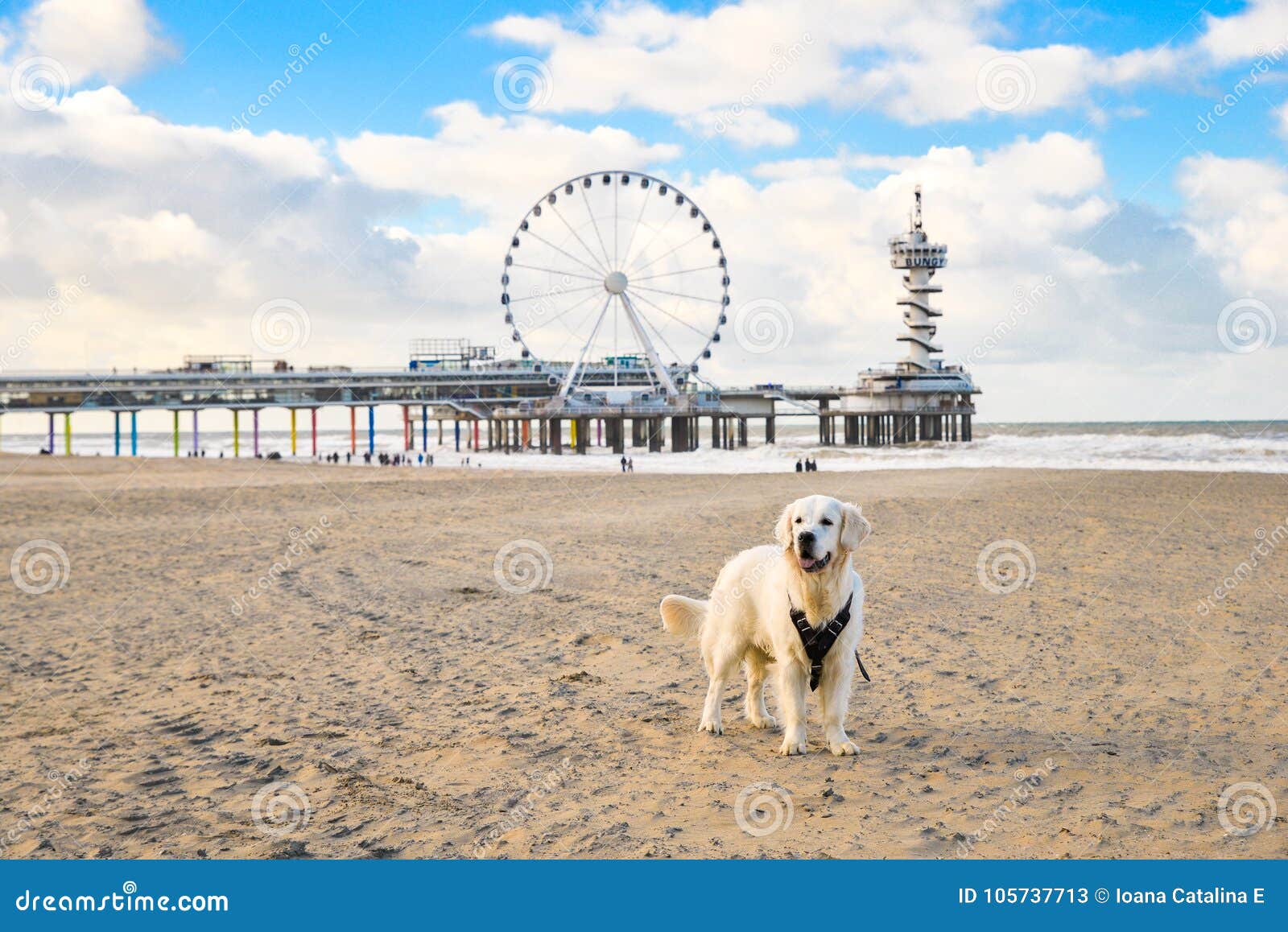 Golden RetrieverHund Mit ScheveningenStrand Im Hintergrund Stockbild
