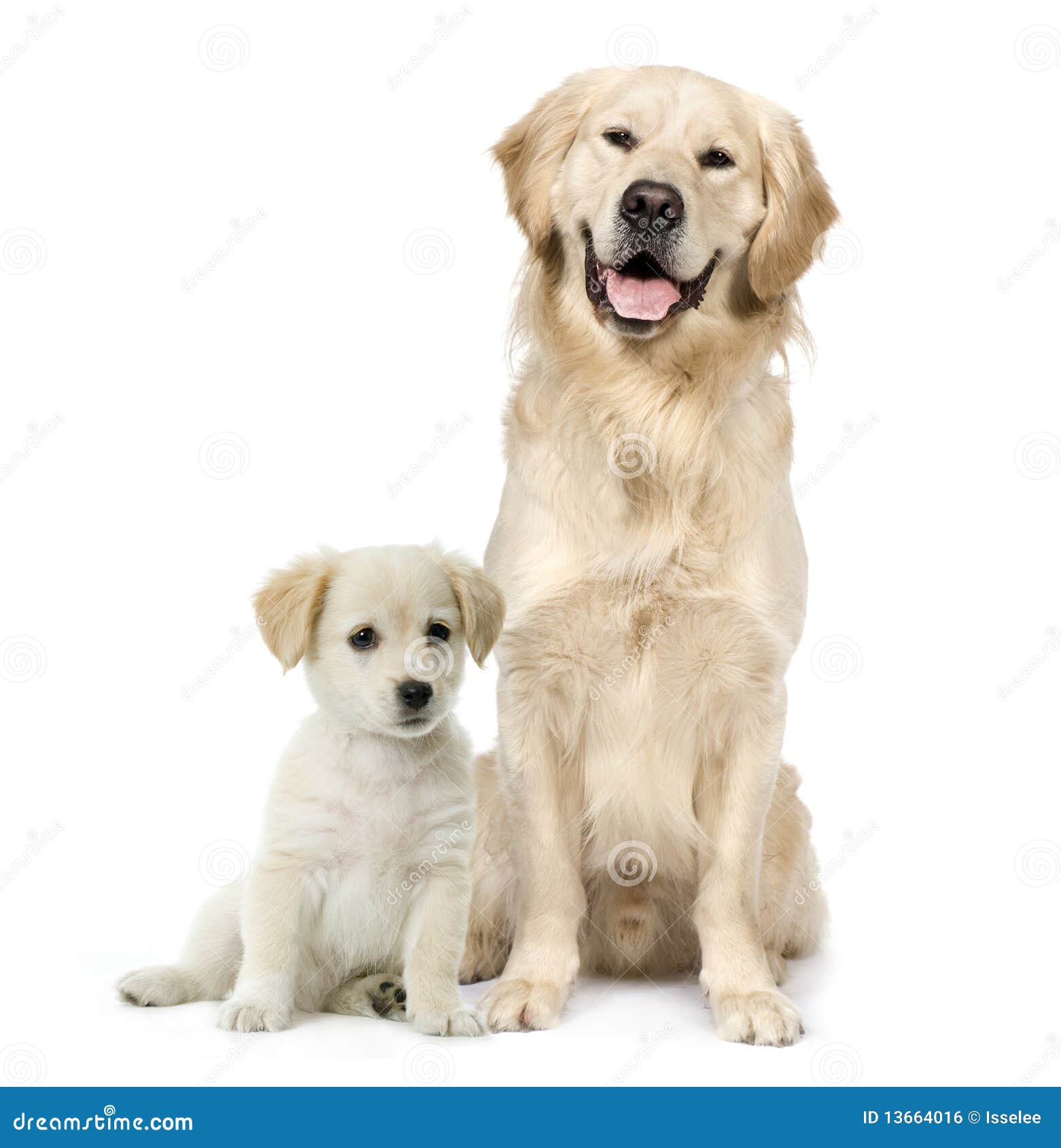 golden labrador puppies for free