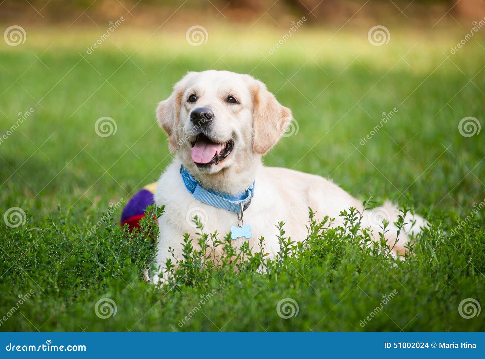 Golden retriever laying on grass and smiling