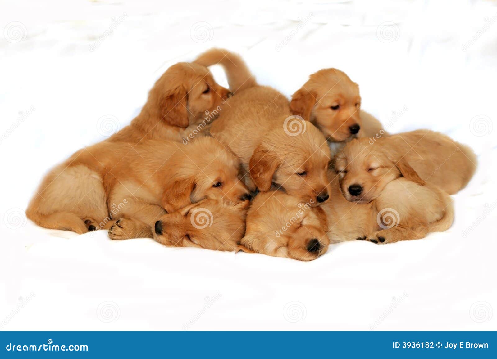 Golden retriever litter stock photo. Image of litter, group - 3936182