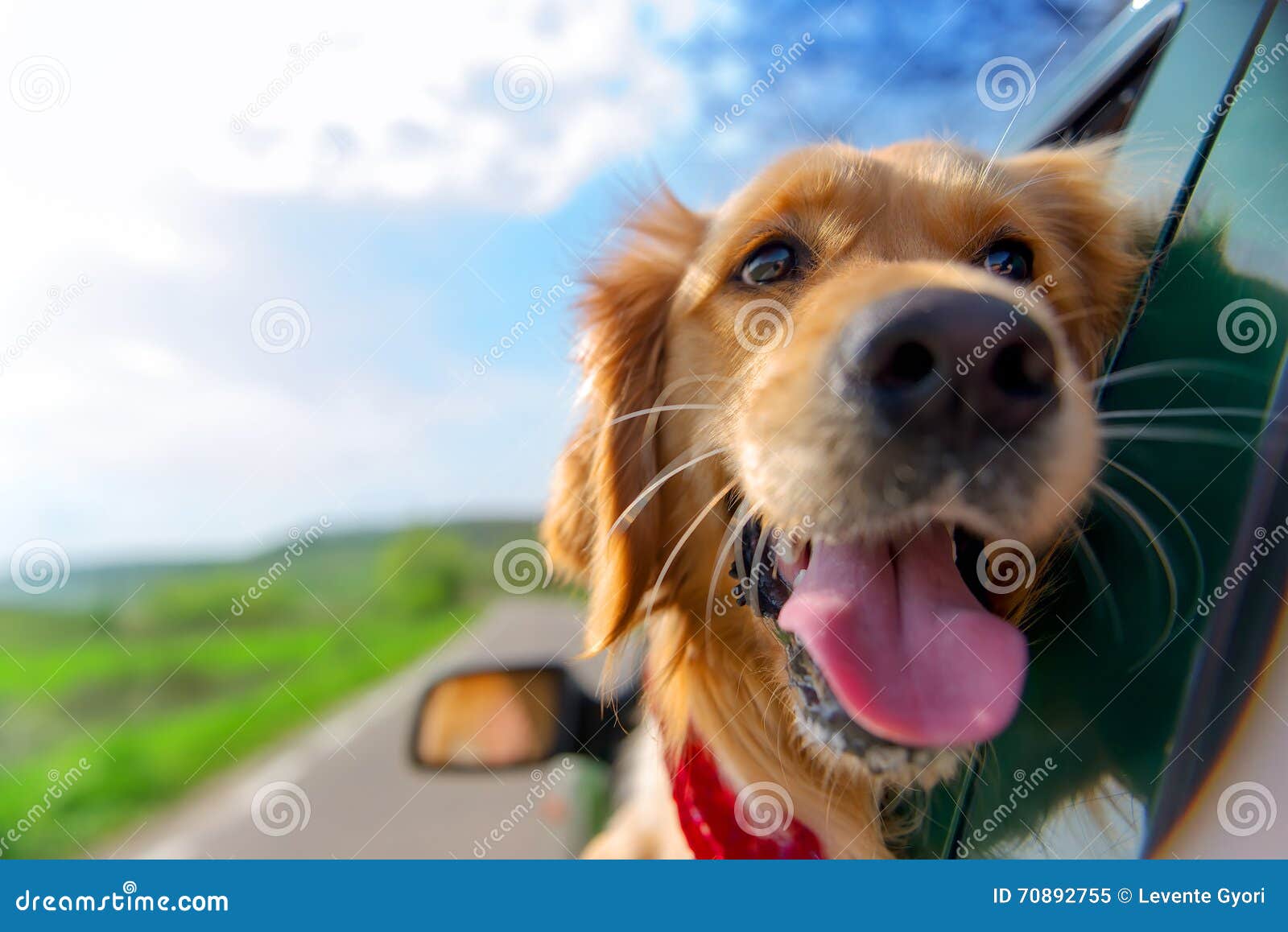 golden retriever looking out of car window