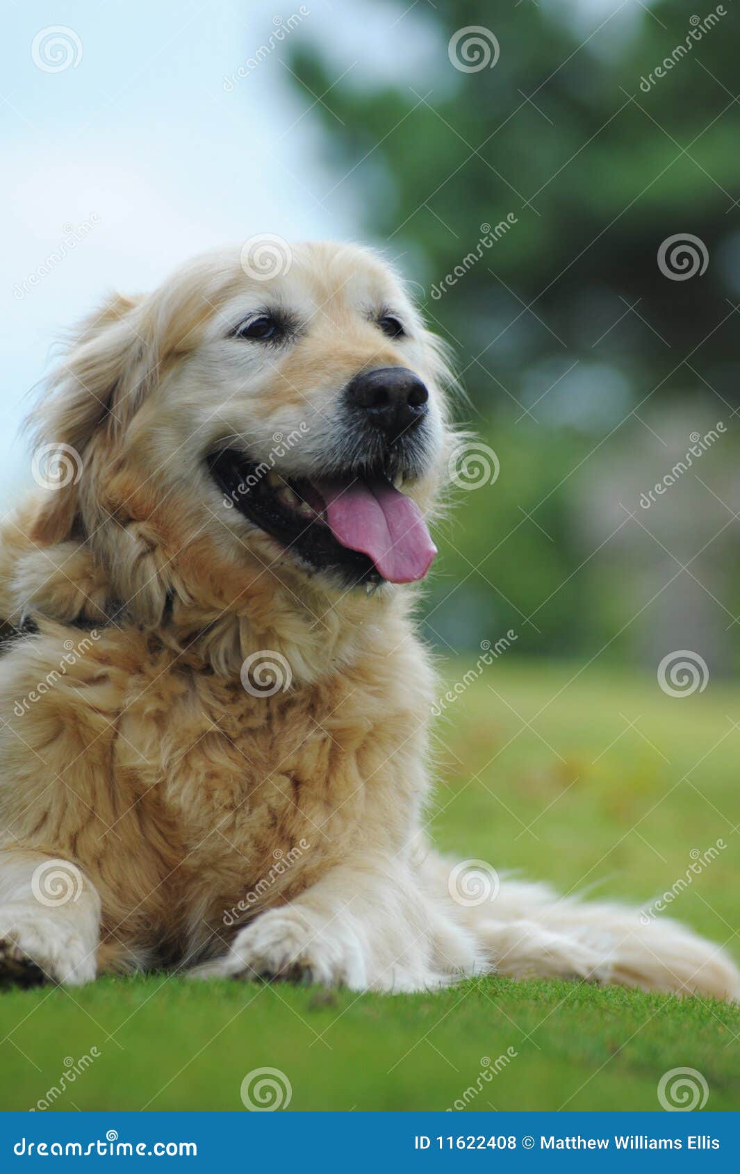 Golden Retriever Lying Down In Grass Royalty Free Stock Photos - Image