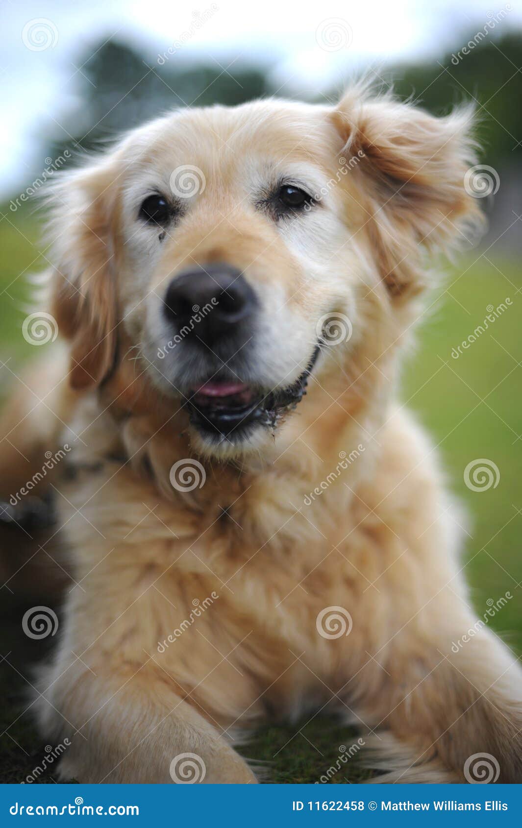 Golden Retriever Lying Down on Grass Stock Photo - Image of friend