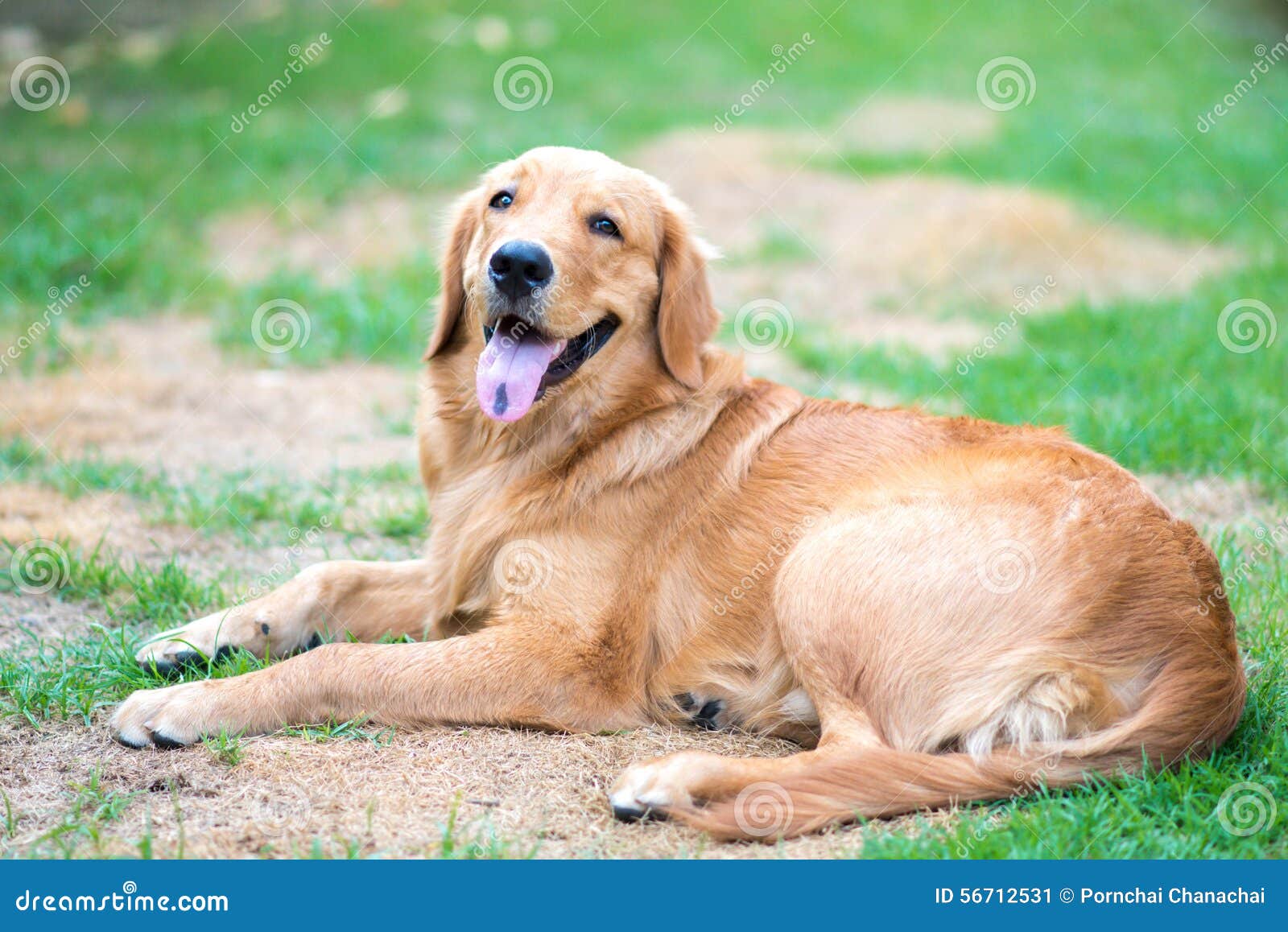 Golden Retriever Maand Oud Puppy Stock Afbeelding - Image hond, 56712531